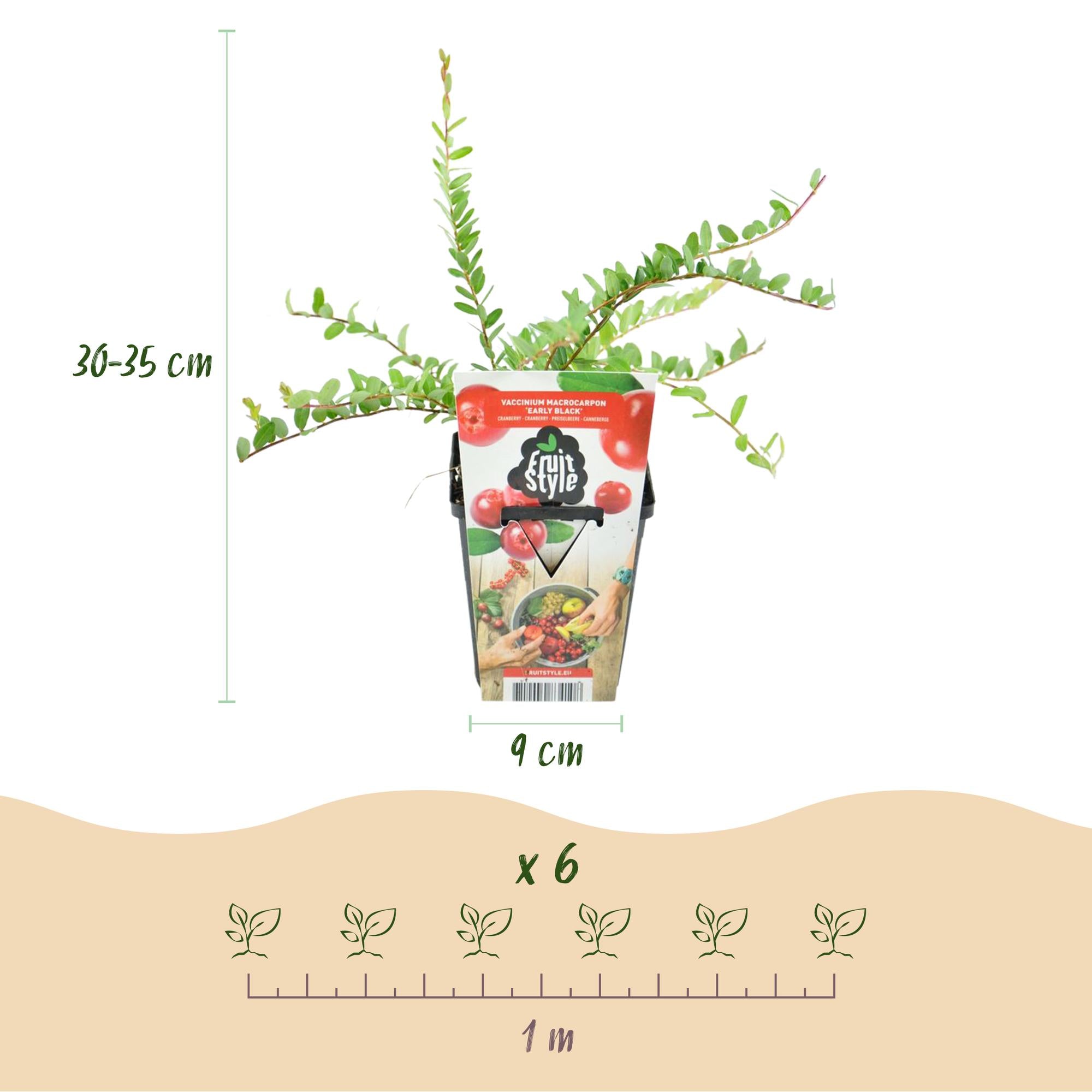 Myrtille'Early Black' (Vaccinium macrophylla) –rustique, 3 plants en pot de 9 cm