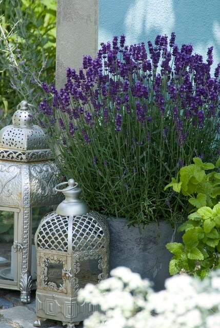 Lavandula ‘Hidcote’ – kompakter Lavendel, 9 cm Topf, 10–25 cm