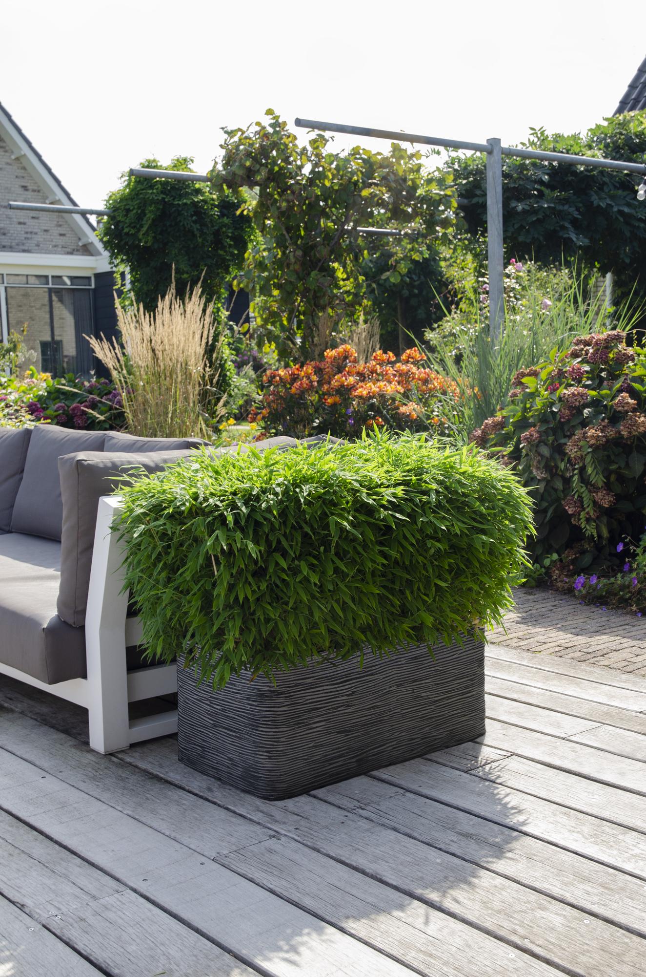 Fargesia 'Moontears'® Boobux – compact garden bamboo, 29 cm pot, 70 cm height