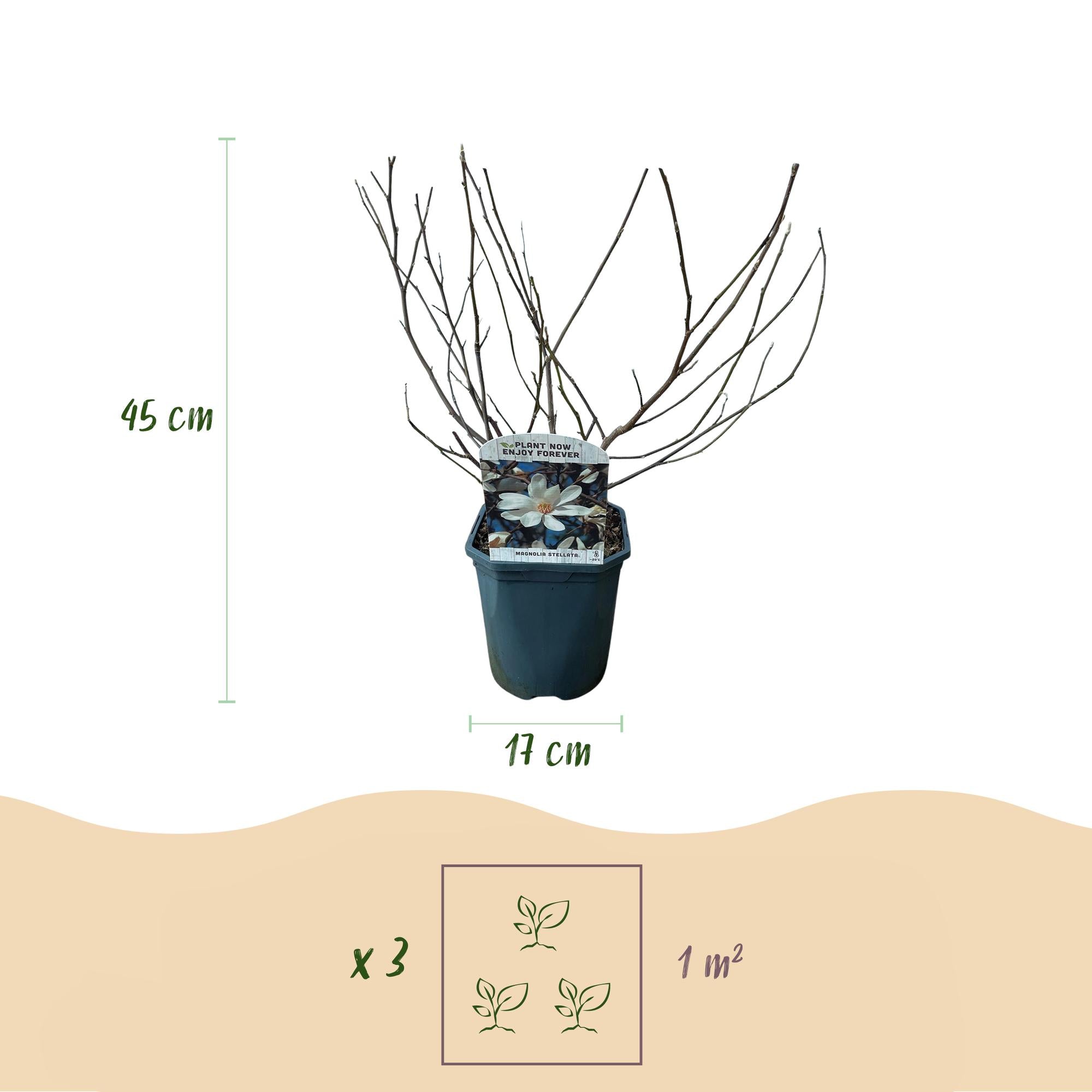 Magnolia stellata – weißblühender Zierstrauch, 1 Pflanze, 17 cm Topf, 45 cm Höhe
