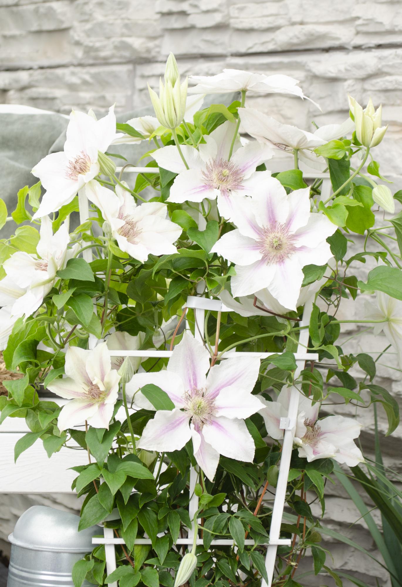Clematis ‘Corinne’ – kompakte, weiß blühende Kletterpflanze, Ø15 cm, ↕65 cm