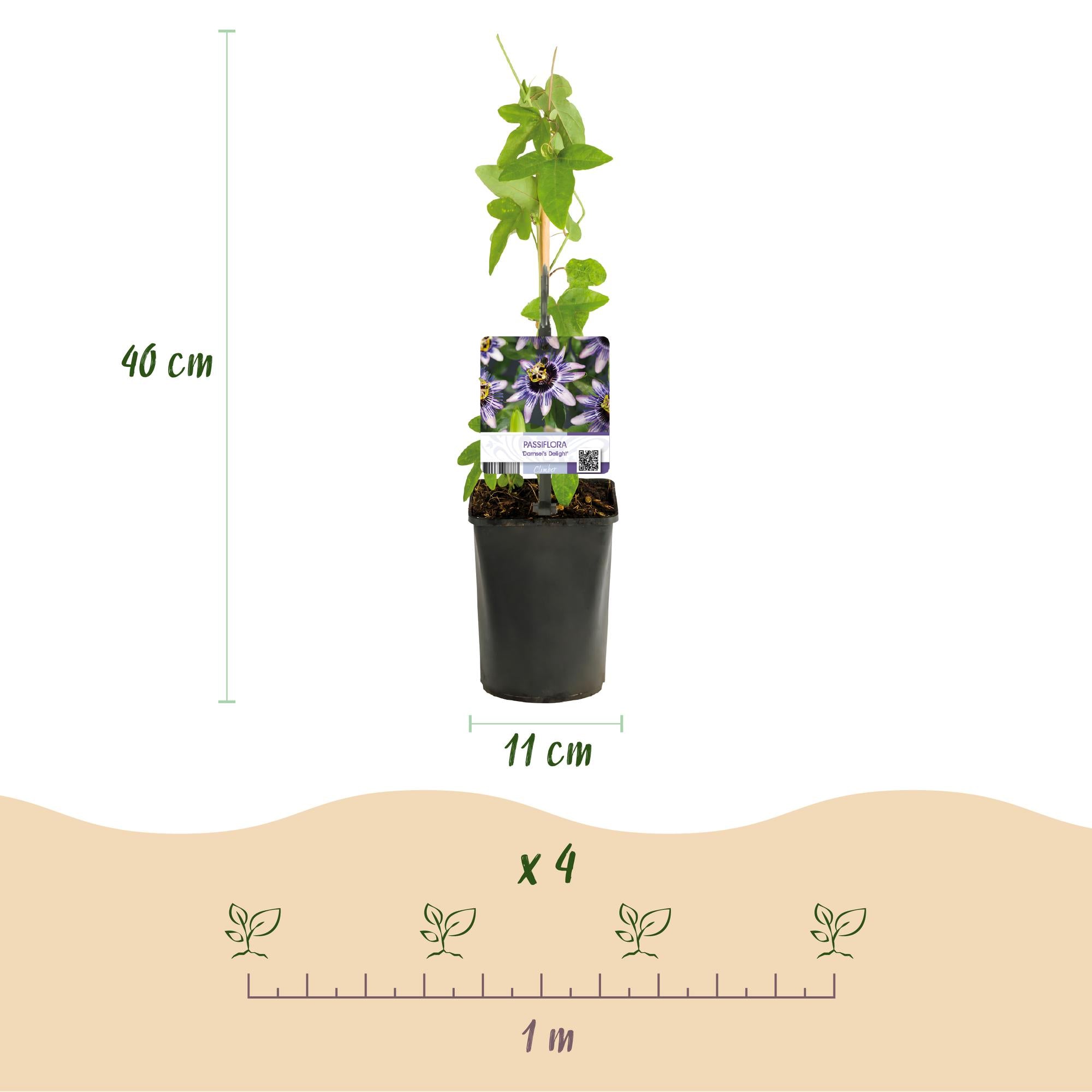 Passionsblume ‘Tricolour’ – farbenfrohe Kletterpflanze, 3 Pflanzen, 11 cm Topf, 40 cm hoch