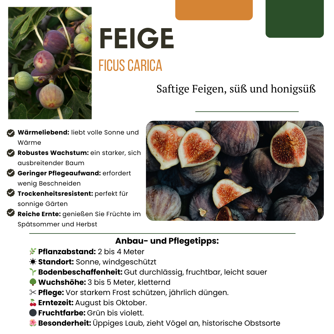 Bio-Feigenbaum – junge Feigenpflanze, Ø 13 cm, Höhe 20 cm
