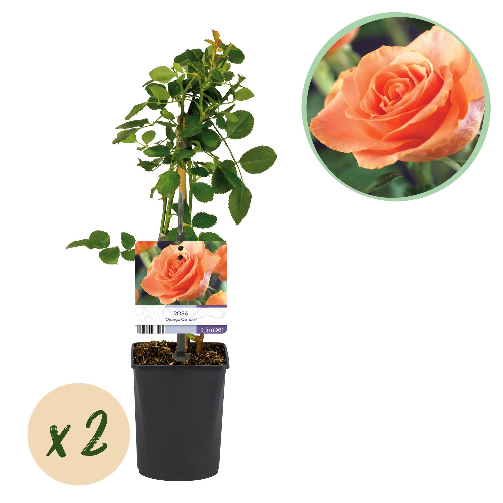 Rosa 'Orange Climber' – climbing rose with orange flowers, 2 plants, 40 cm tall