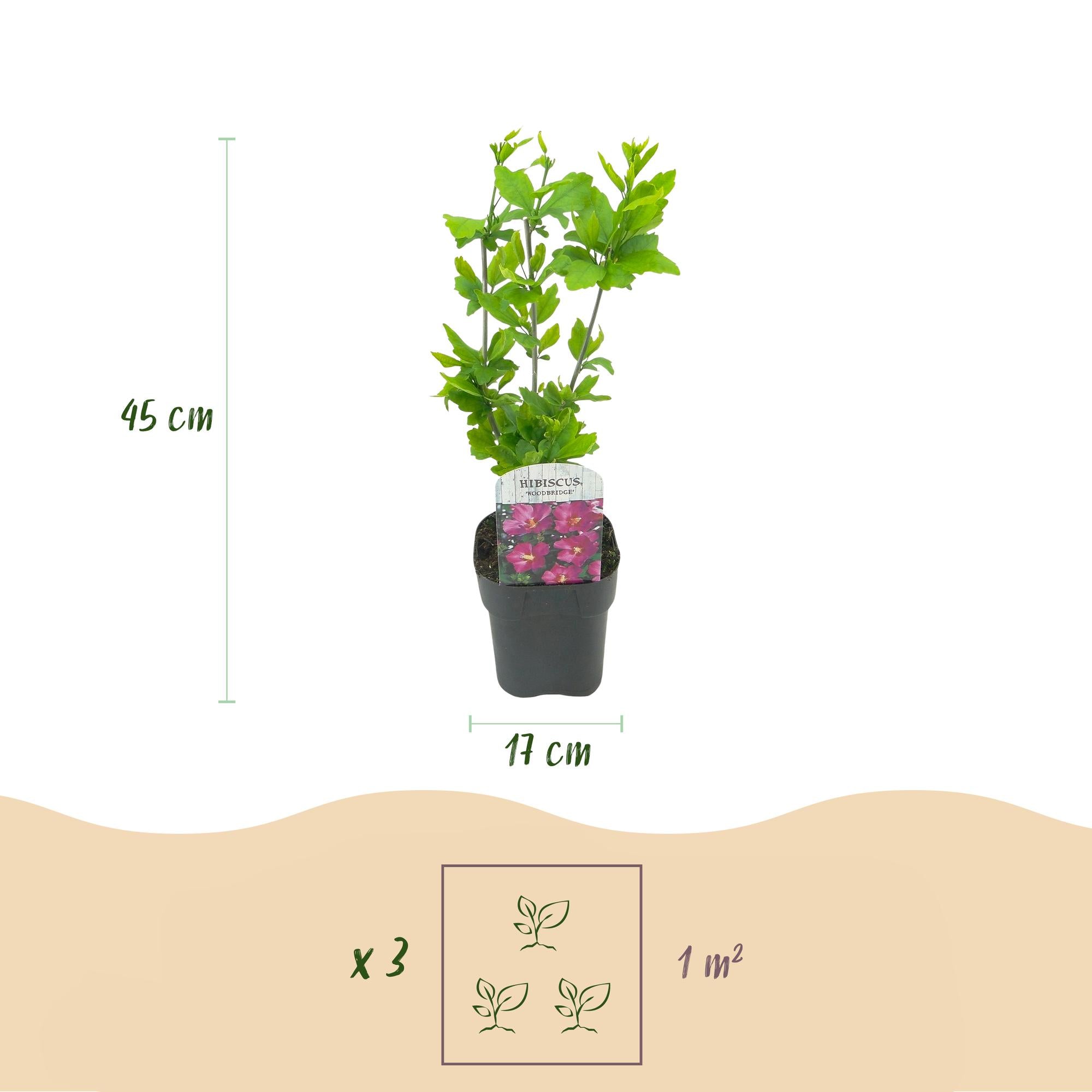 Cornus sibirica – 1 Pflanze, rote Zweige, laubabwerfend, 17 cm Topf, 45 cm hoch