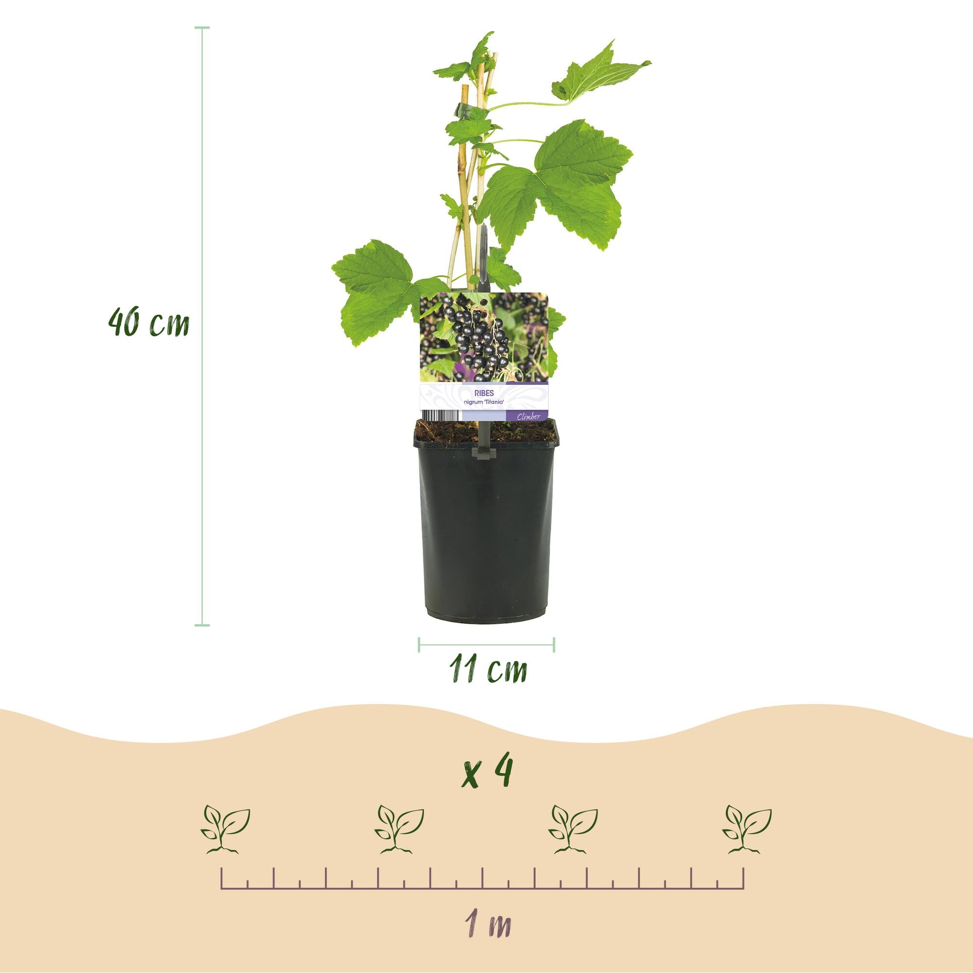 Cassis'Titania'–2 plants, environ 40 cm de haut, pot de 11 cm