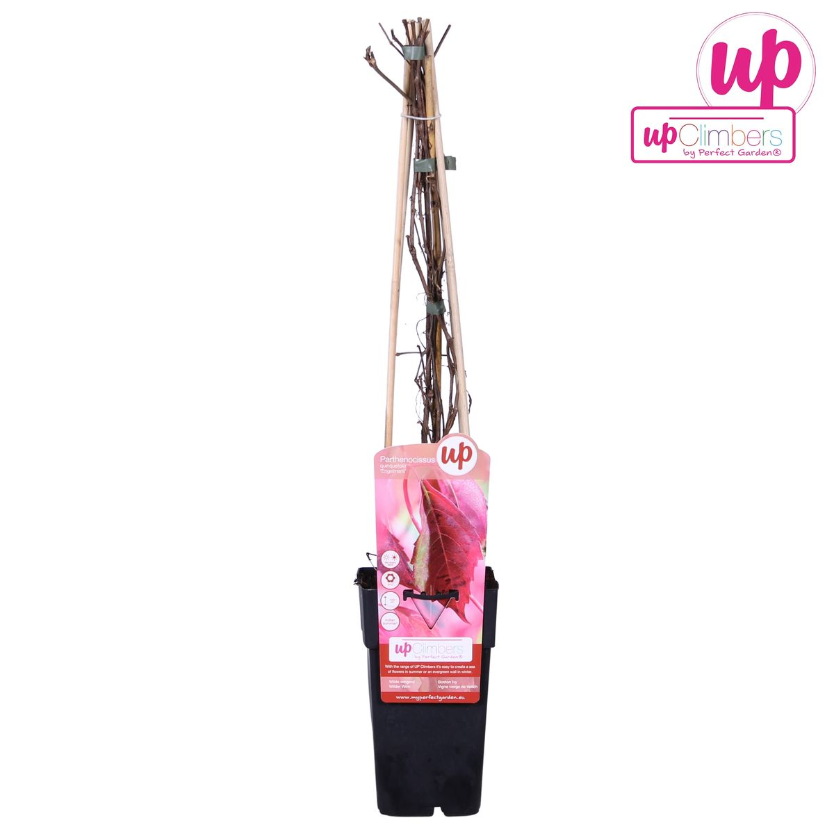 Wilder Wein ‘Engelmannii’ – schnellwachsende Kletterpflanze, 15 cm Topf, 65 cm