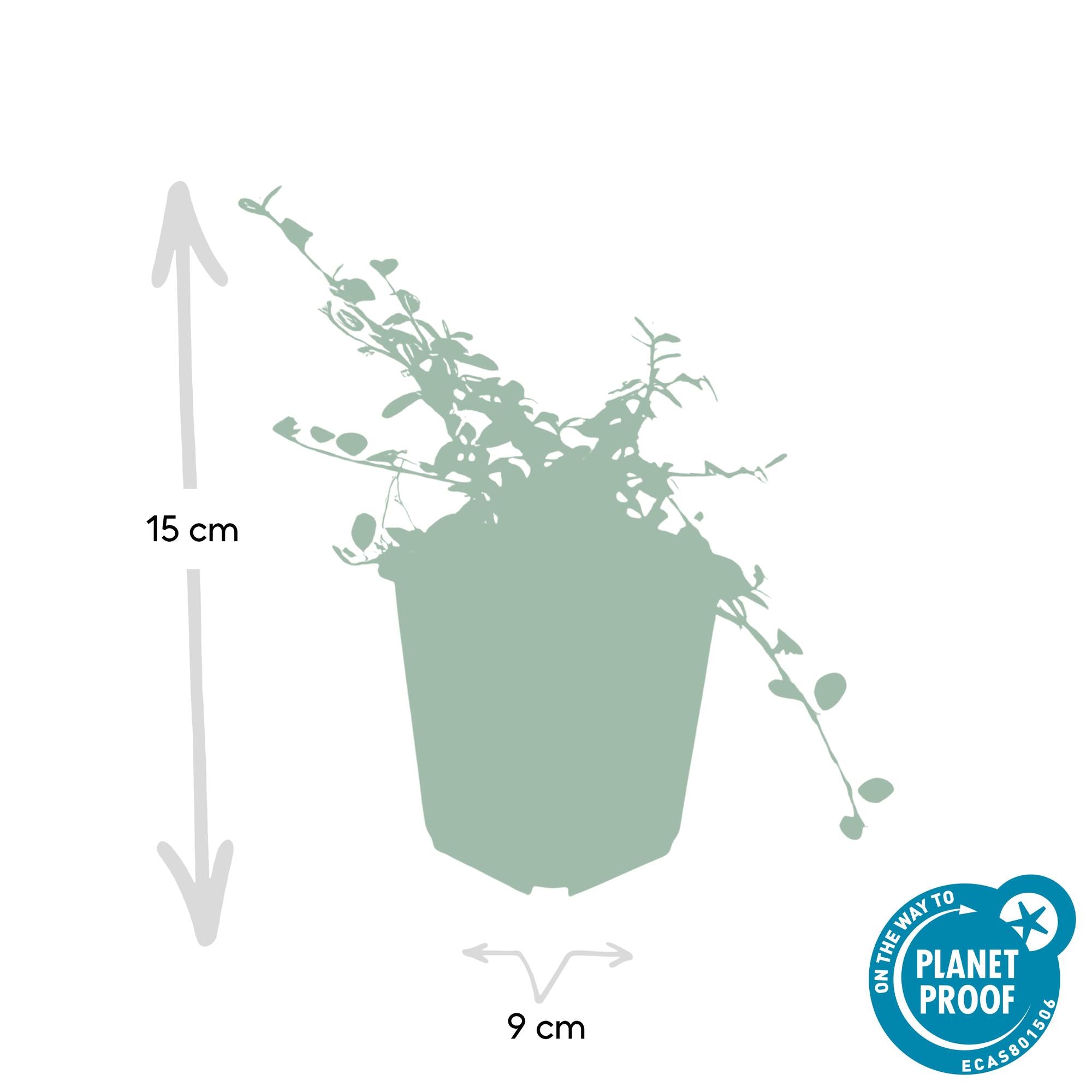 ‘Queen of Carpets’ Cotoneaster – flach wachsender Bodendecker, 9 cm Topf, 10–25 cm