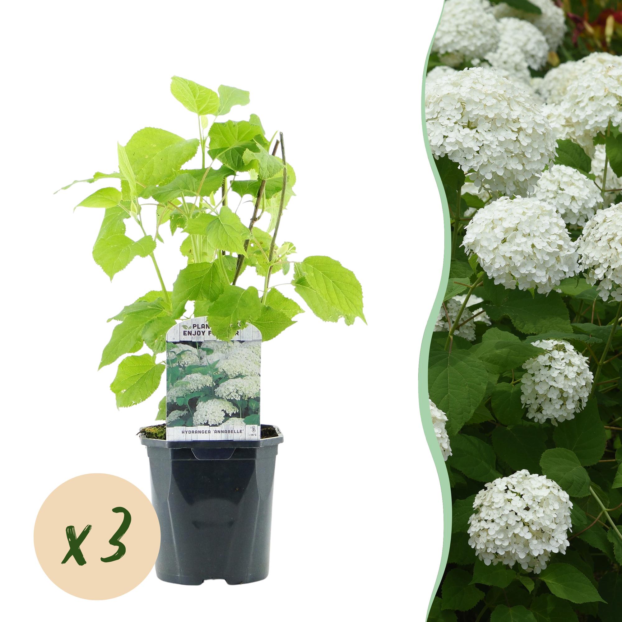 Hydrangea arborescens 'Annabelle' – white flowers, deciduous, 3 plants per m², 17 cm pot, 50 cm height