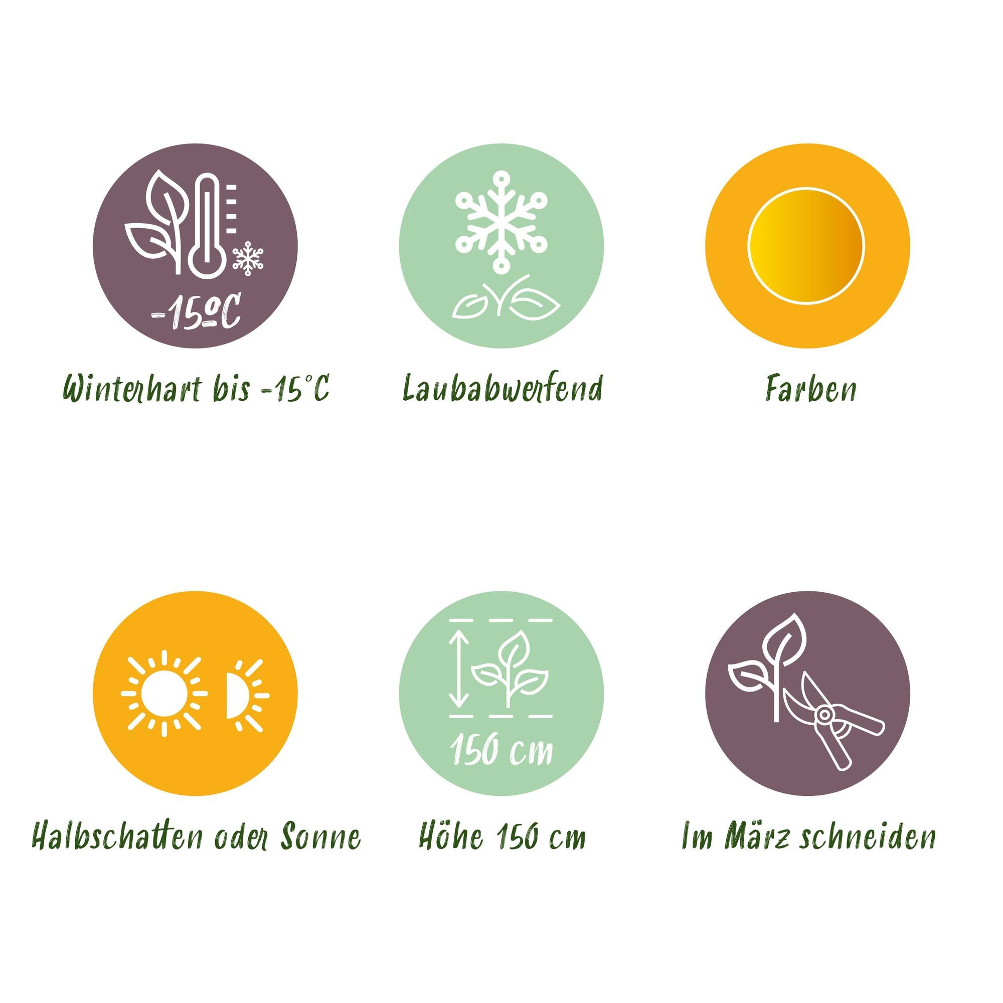 Acer Palmatum ‘Jordan’ – Japanischer Ahorn, laubabwerfend – 19 cm Topf, 70 cm hoch