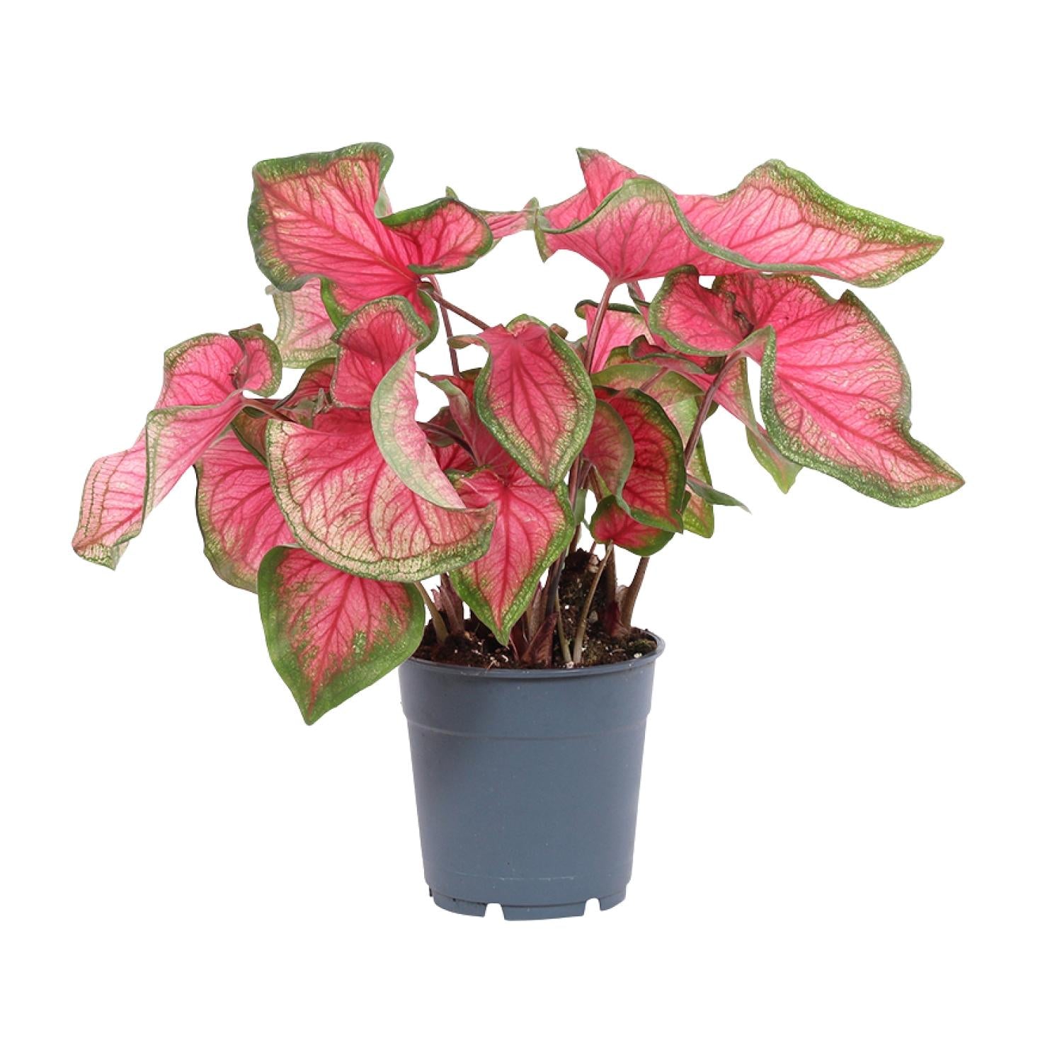 Caladium – Angel Wings - 12cm - various colors