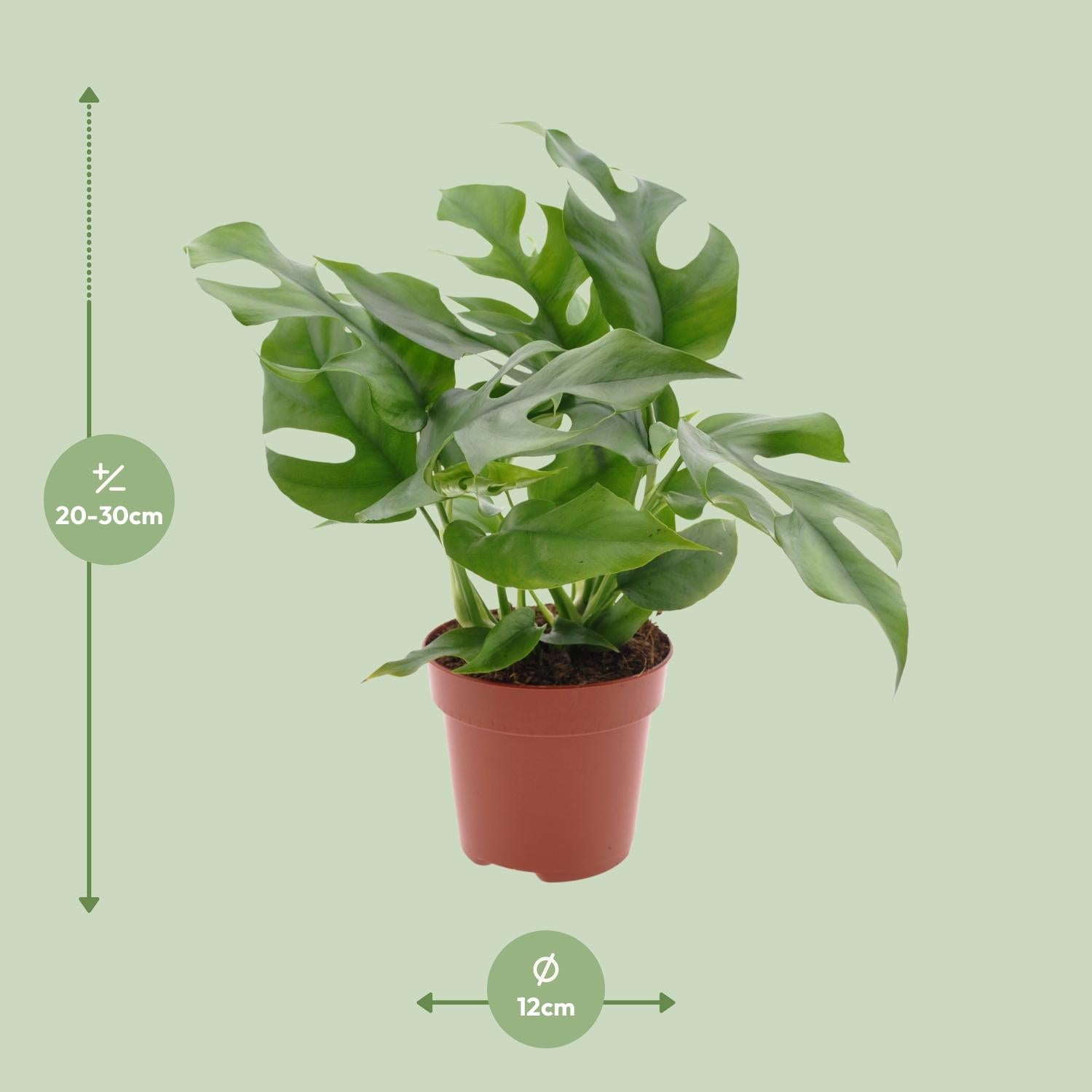 Monstera Minima – Zwerg-Fensterblatt - 25-80 cm