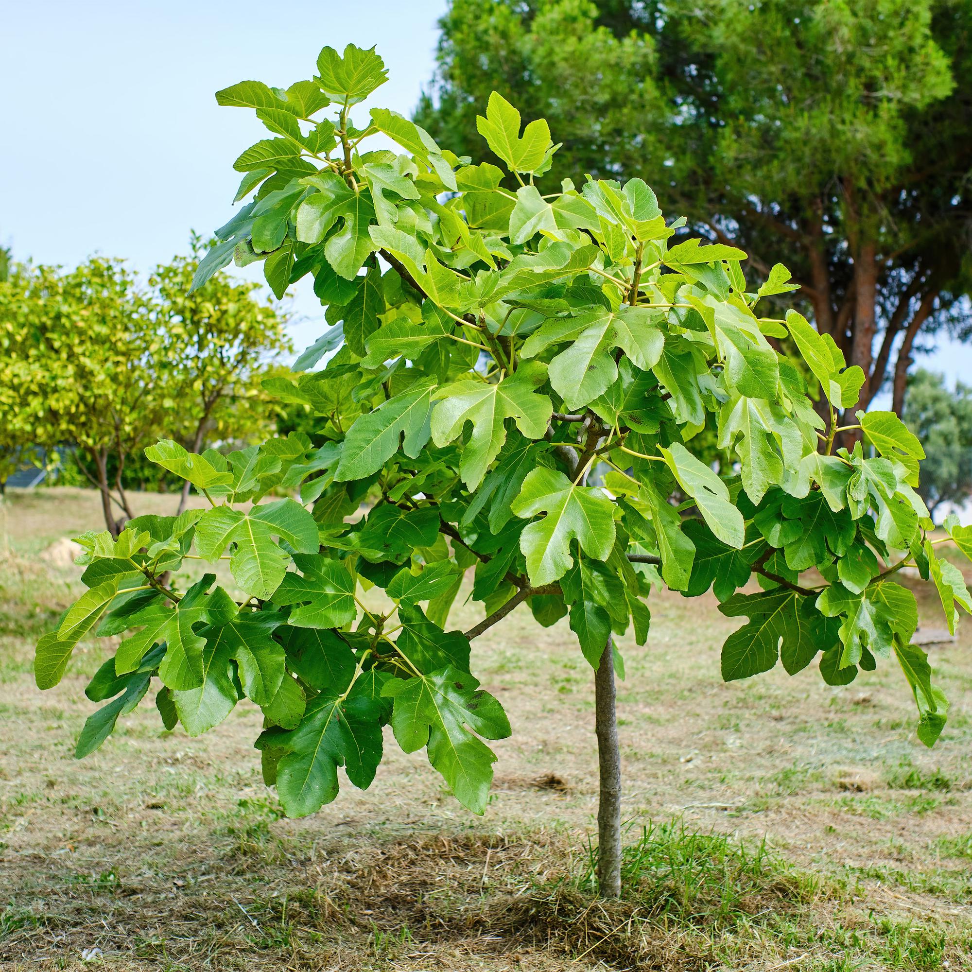 Feigenbaum „Brown Turkey“ (Ficus carica) – 19–90 cm
