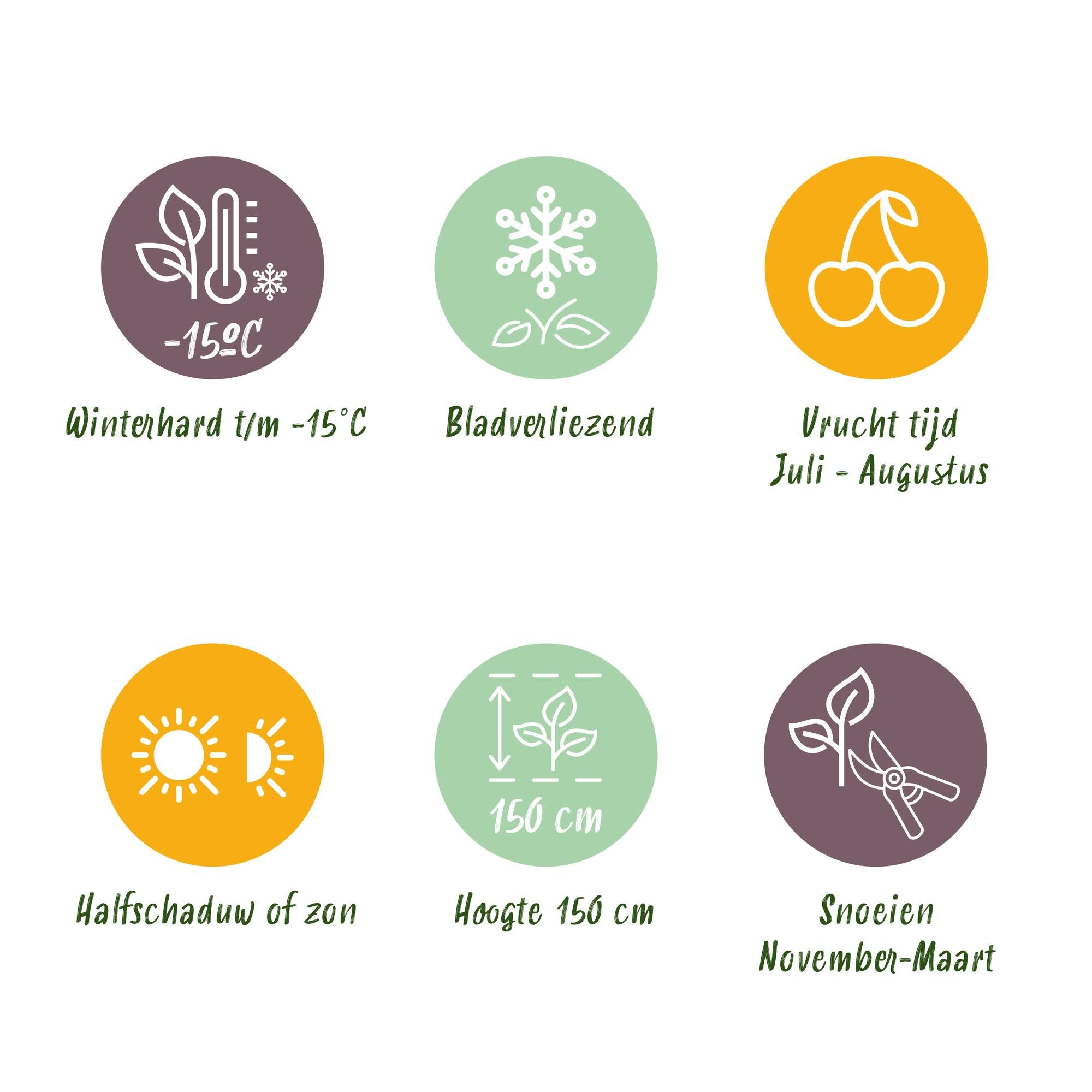 Dornenlose Brombeere „Triple Crown“ – 2 Pflanzen, 11 cm Topf, ca. 40 cm