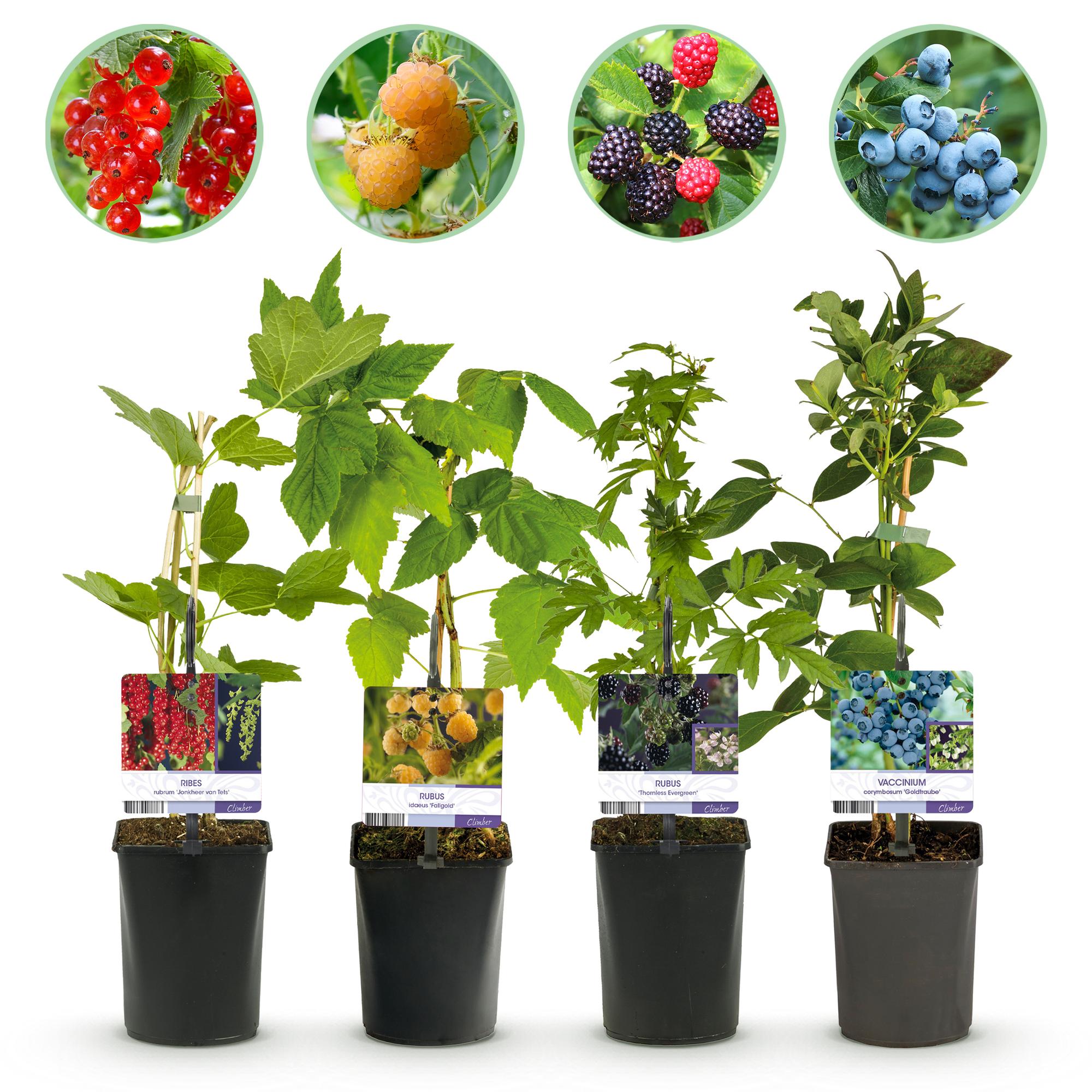 Berry mix – 4 fruit plants: Red berry, yellow raspberry, blackberry & blueberry (11 cm pot, 40 cm high)