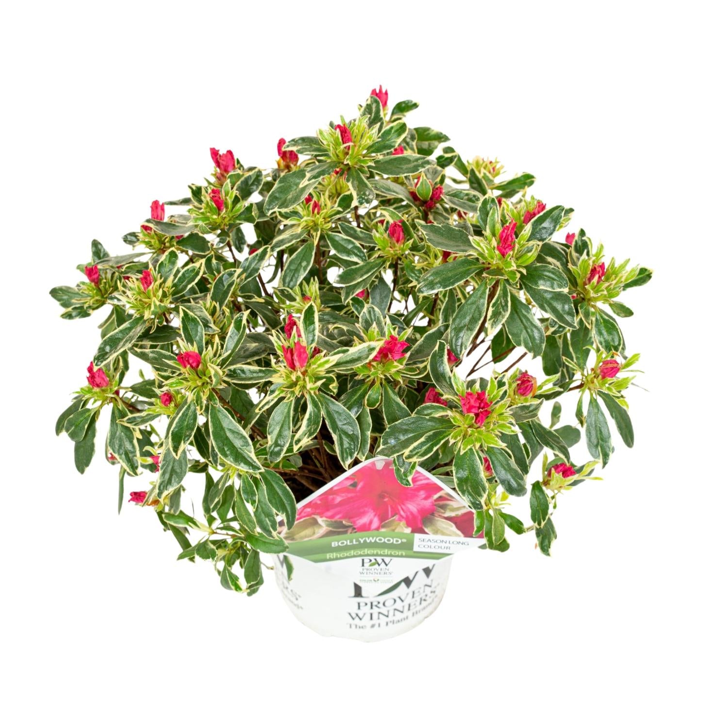 Hododendron'Bollywood'–persistant, pot de 19 cm, hauteur 30 cm
