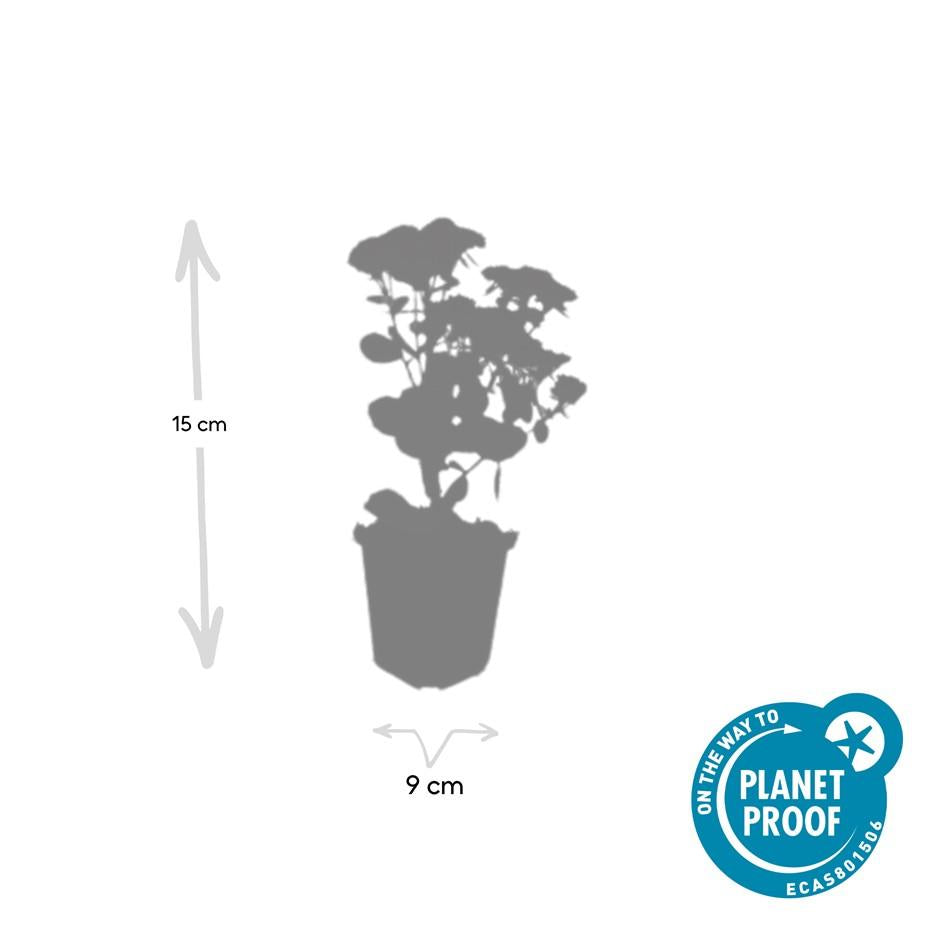 Sedum ‘Herbstfreude’ – kompakte Fetthenne, 10–25 cm hoch