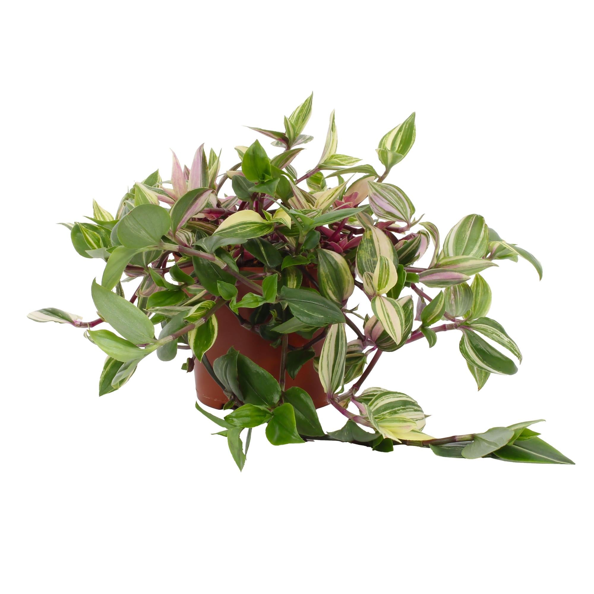 Tradescantia Quadricolor - Pink Pampas - 12cm pot, 17cm high