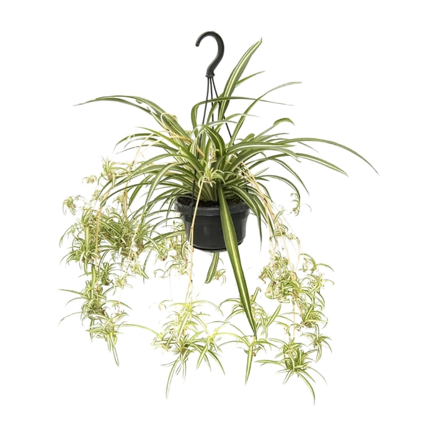 Chlorophytum comosum'Variegatum'–Plante araignée-30-55 cm