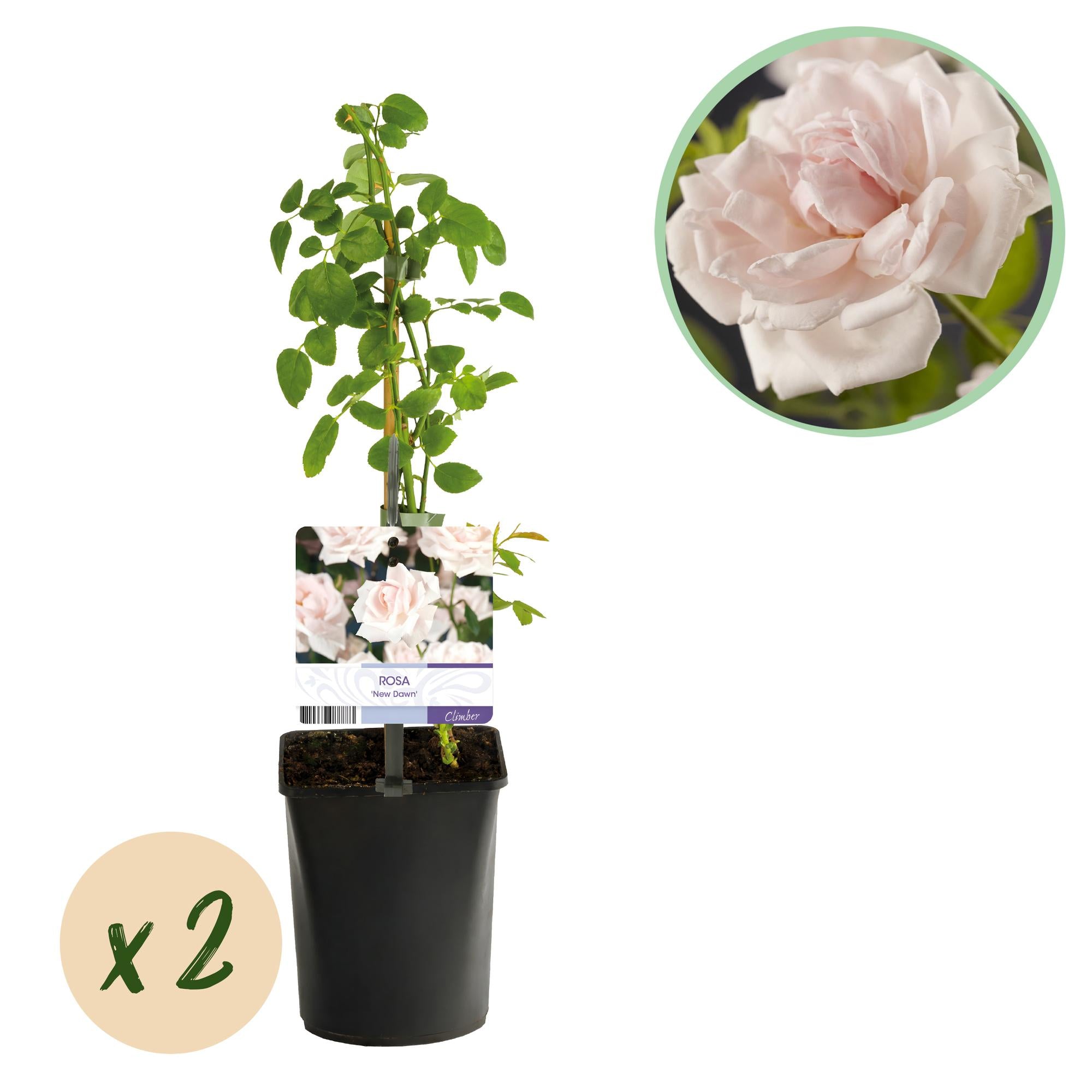 Rosa ‘New Dawn’ – Kletterrose mit hellrosa Blüten, 2 Pflanzen im 11 cm Topf, 40 cm Höhe