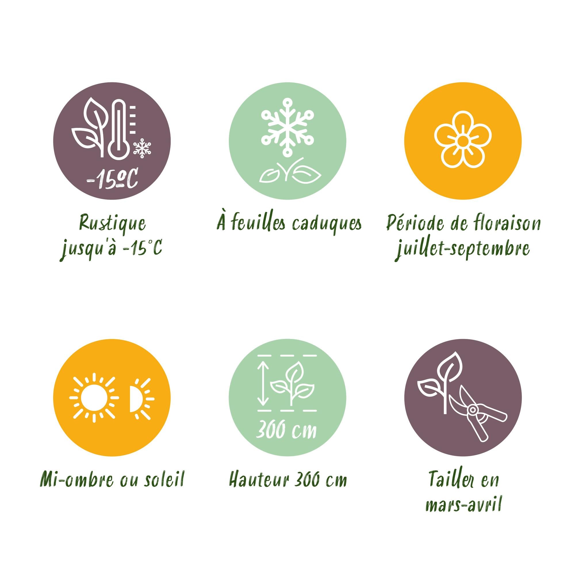 Hibiscus ‘Hamabo’ – laubabwerfend, hellrosa blühend, 17 cm Topf, 45 cm hoch