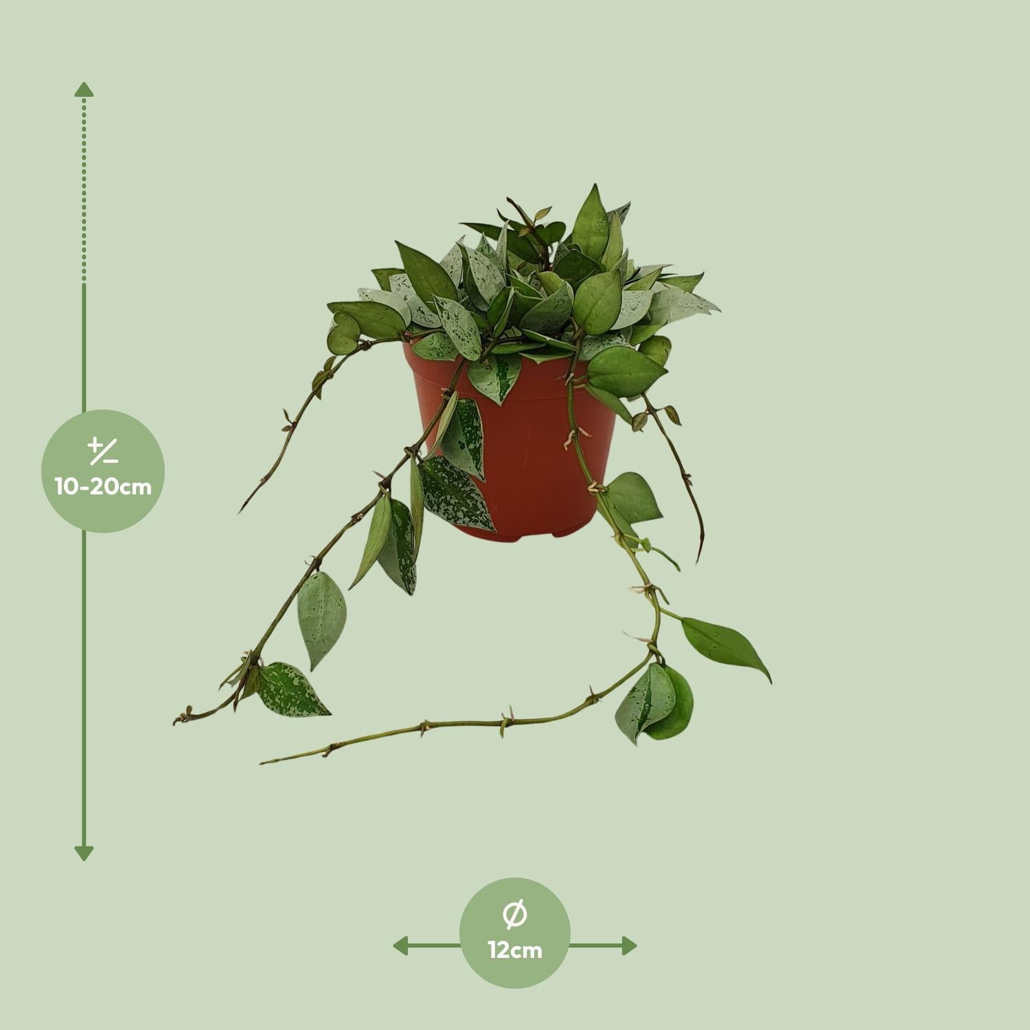 Hoya Krohniana ‘Eskimo’ – Wachsblume - 12 cm Topf, 15 cm hoch