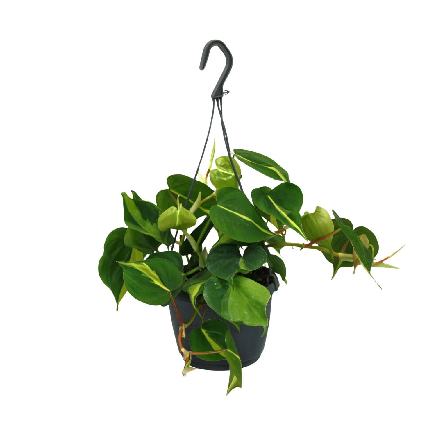 Philodendron Scandens ‘Brasil’ – Herzblatt-Philodendron - 15-120 cm