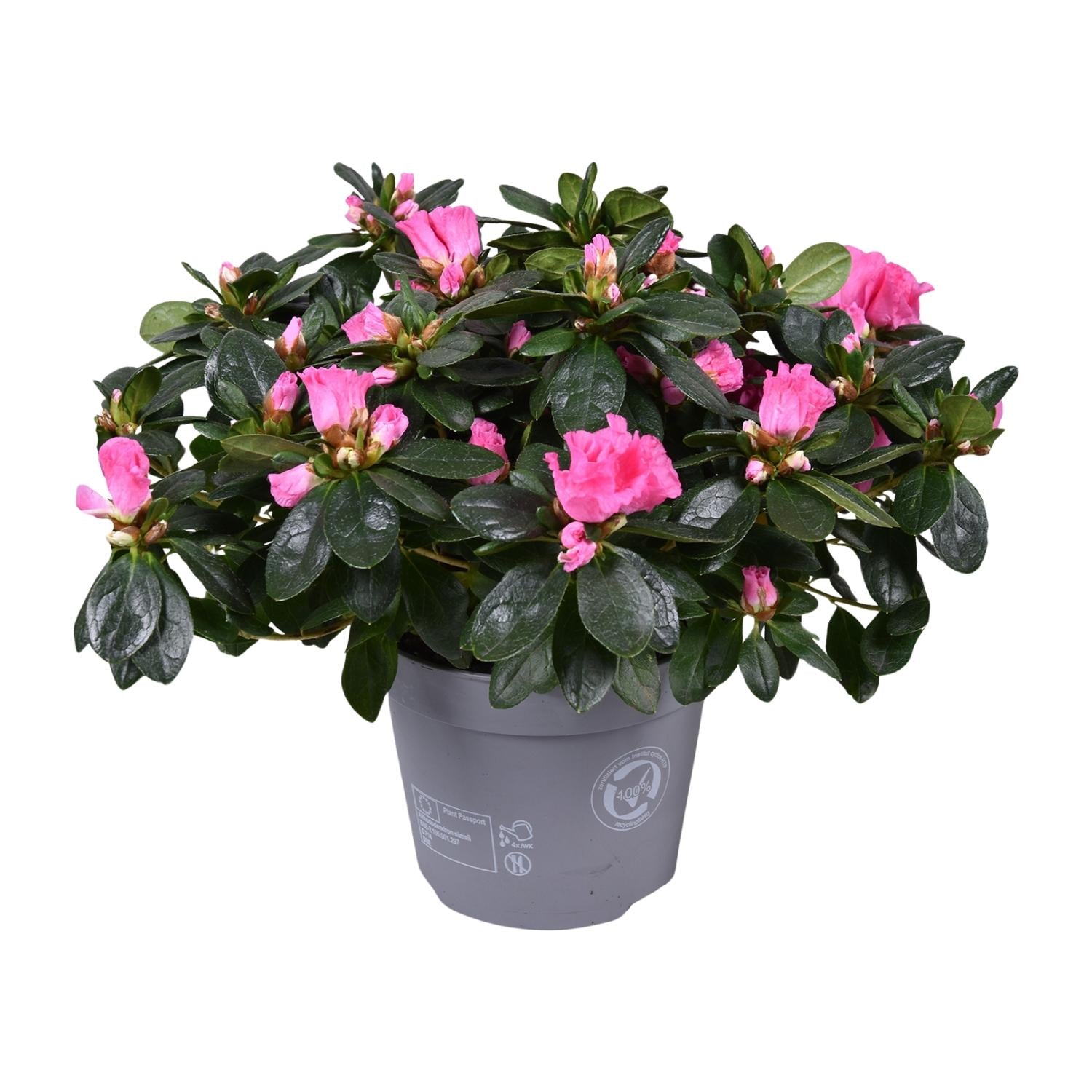 Azalea ‘Rose Vogel’ – kompakte Blütenpflanze, 14 cm Topf, 30 cm Höhe