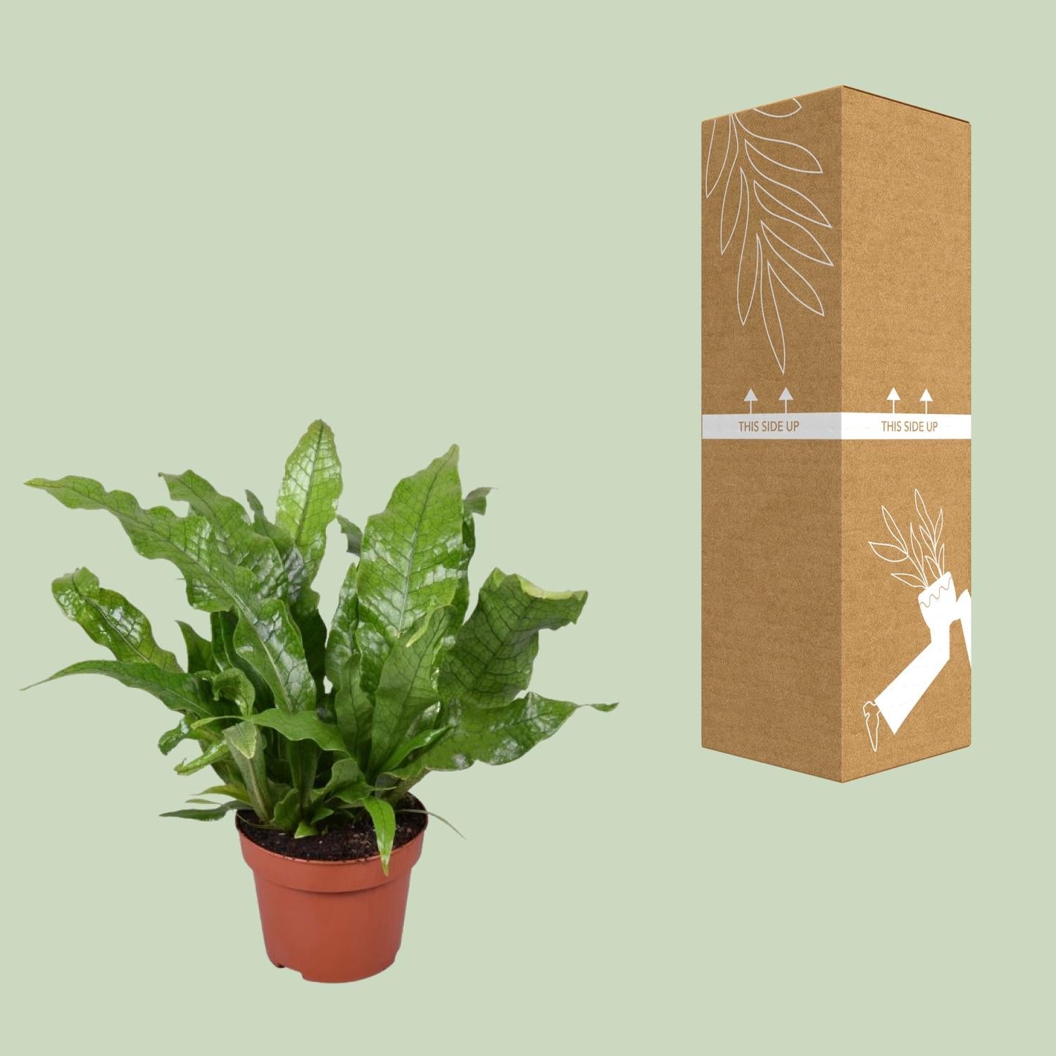 Microsorum Crocodyllus–Fougère crocodile-Ø12cm-↕30cm