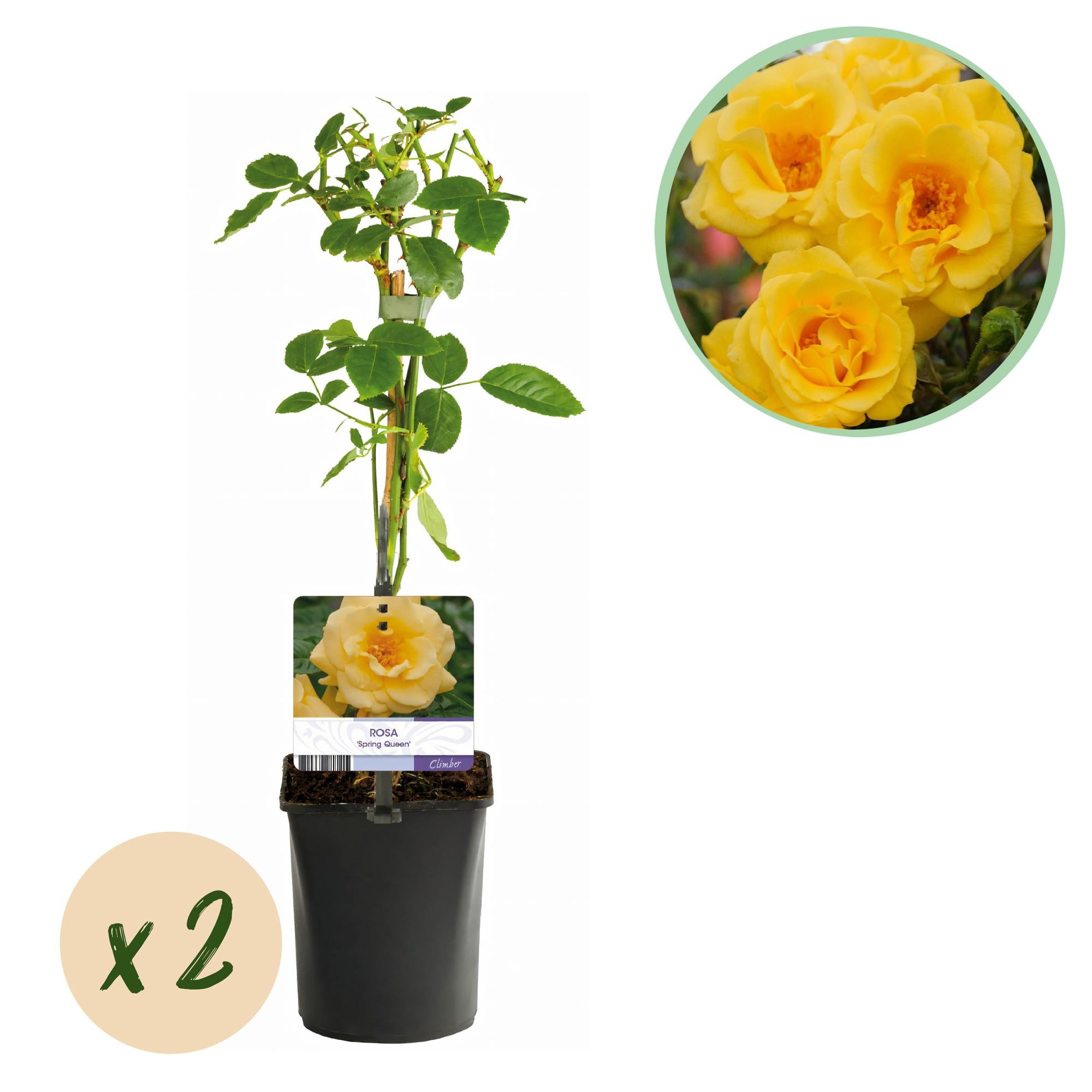 Climbing rose 'Spring Queen' – yellow flowers, easy to care for, 2 plants, 11 cm pot, 40 cm high