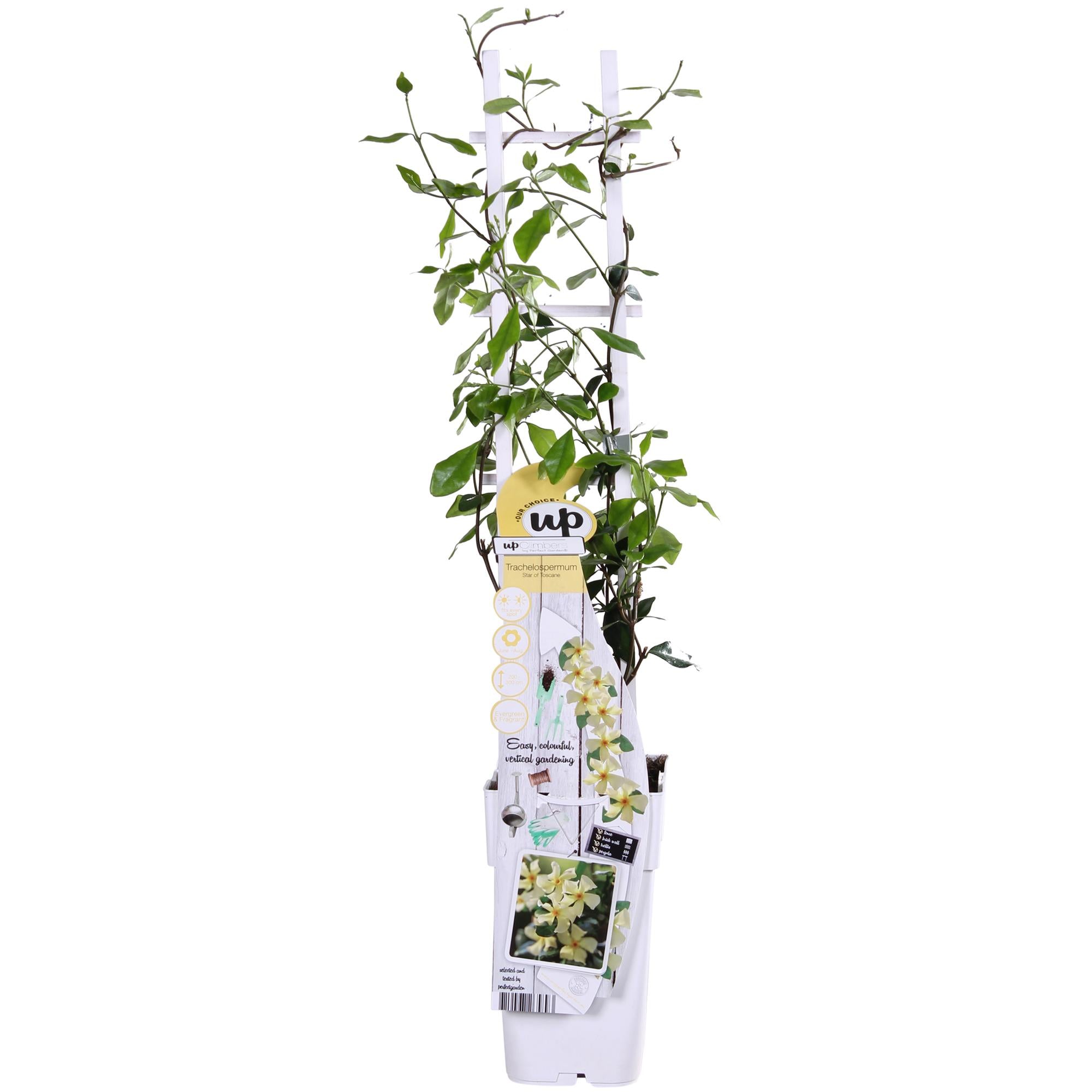 Jasmin ‘Star of Toscana’ – Trachelospermum, immergrün, 15 cm Topf, 65 cm hoch