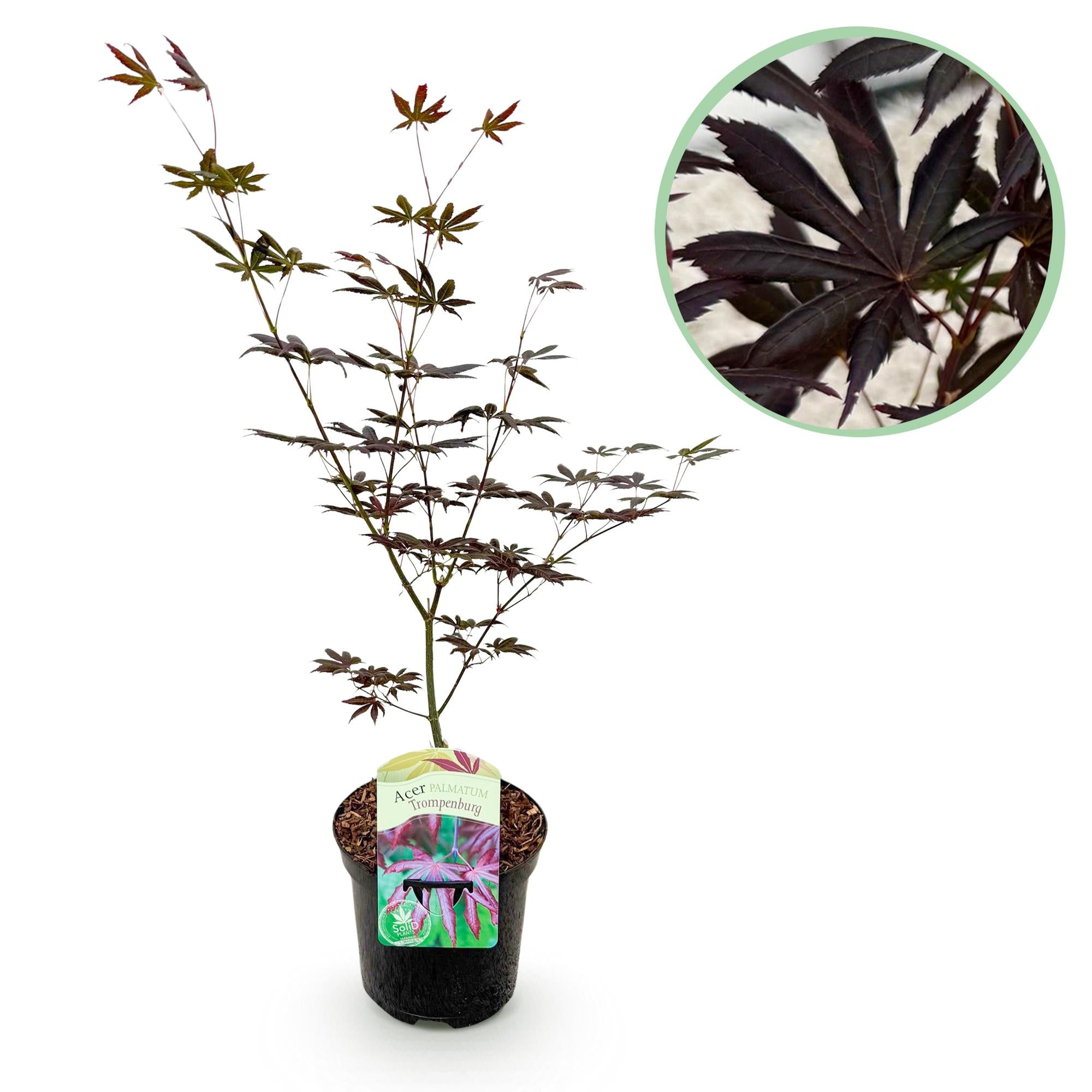 Acer Palmatum ‘Trompenburg’ – Japanischer Ahorn, laubabwerfend – 19 cm Topf, 70 cm hoch