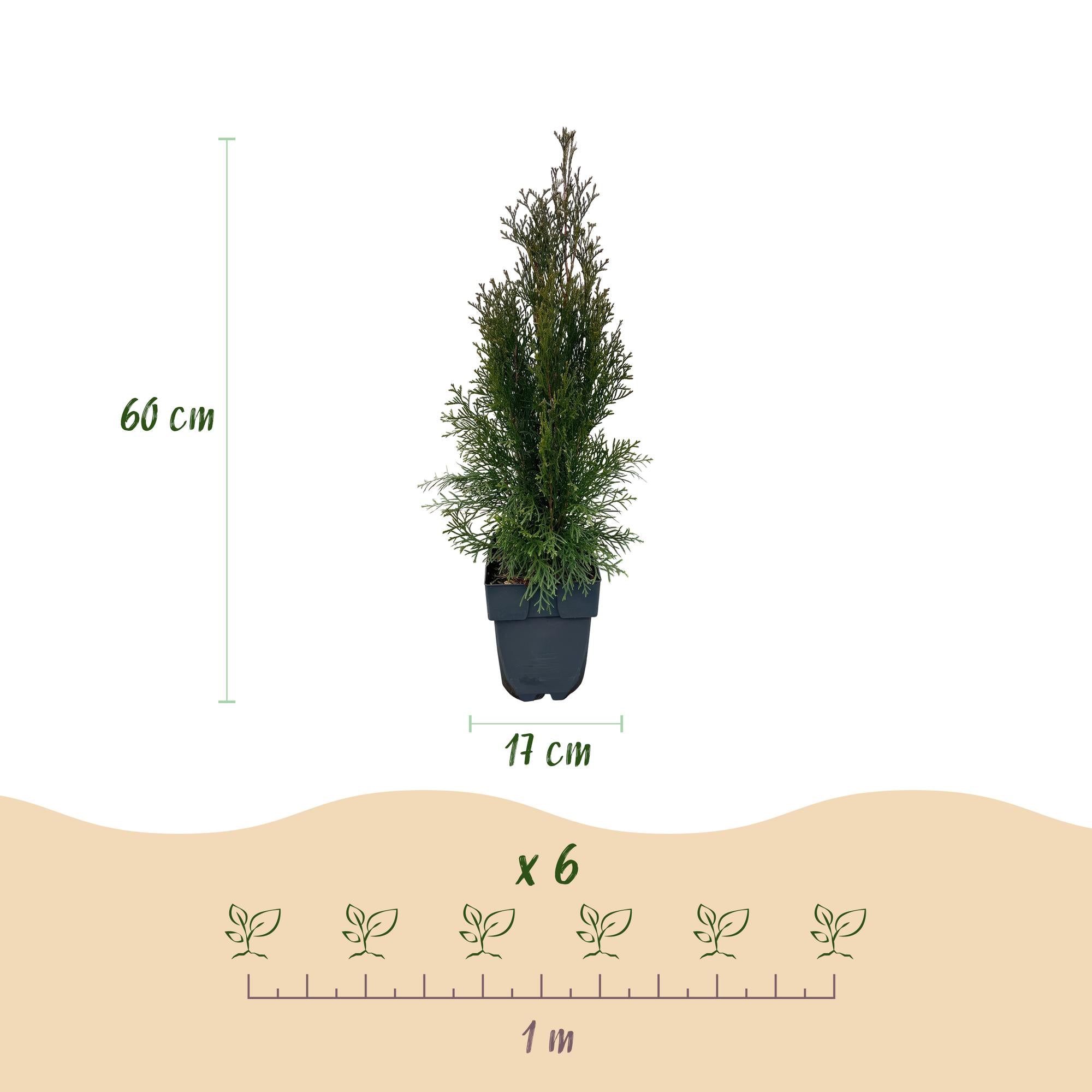 Thuja 'Smaragd' – immergrüne Heckenpflanze, 6 Pflanzen pro Meter, 17-cm Topf, 60 cm Höhe