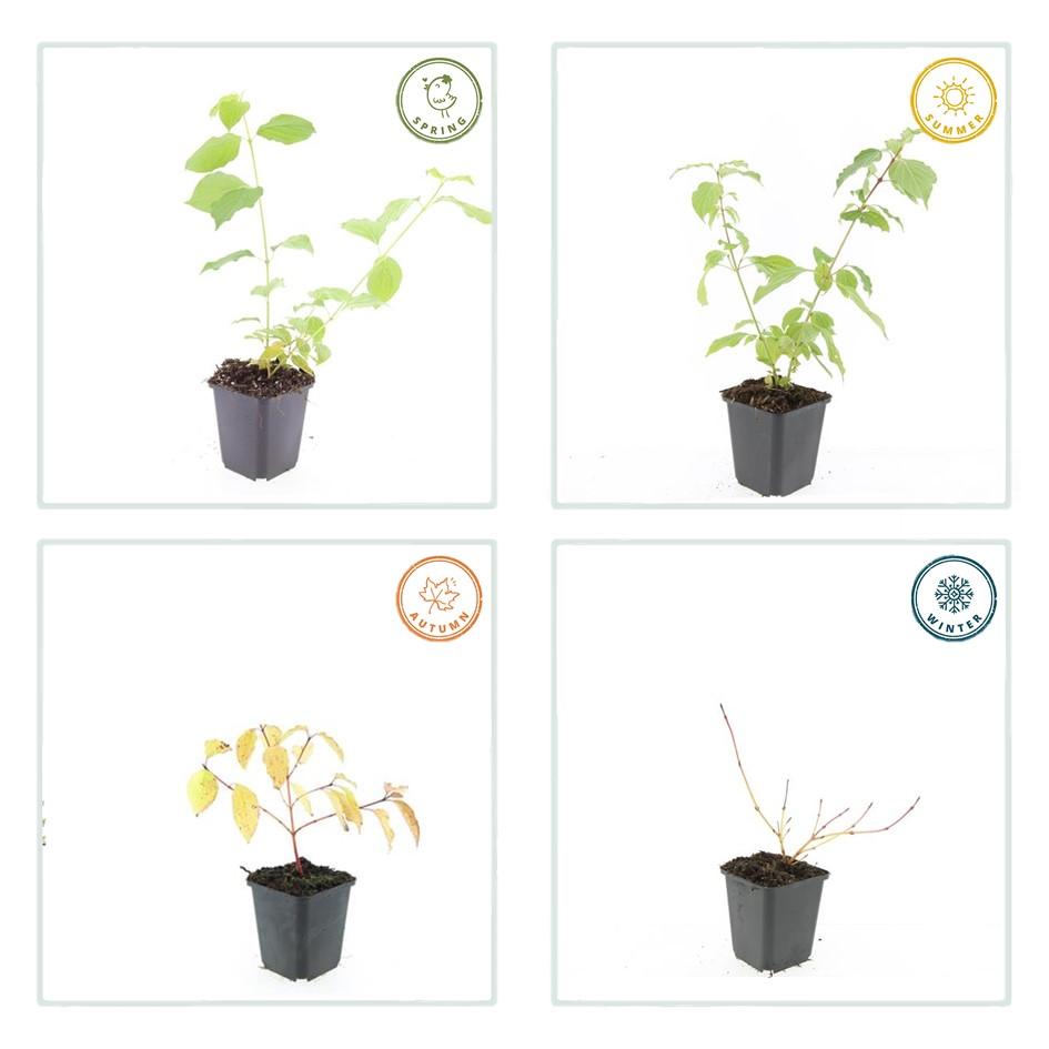 Hartriegel ‘Anny's Winter Orange’ – 9 cm Topf, 10–25 cm hoch