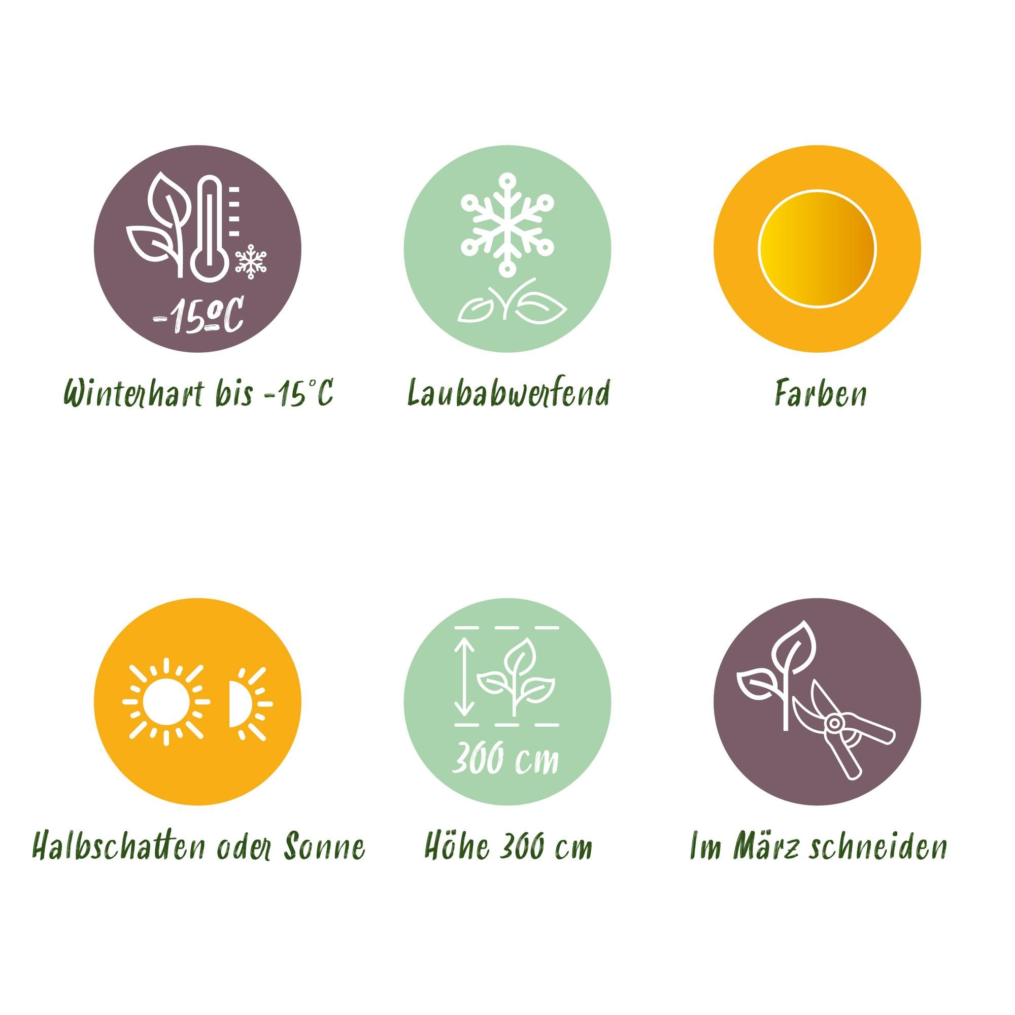 Acer Palmatum ‘Summergold’ – Japanischer Ahorn, laubabwerfend – 19 cm Topf, 70 cm hoch