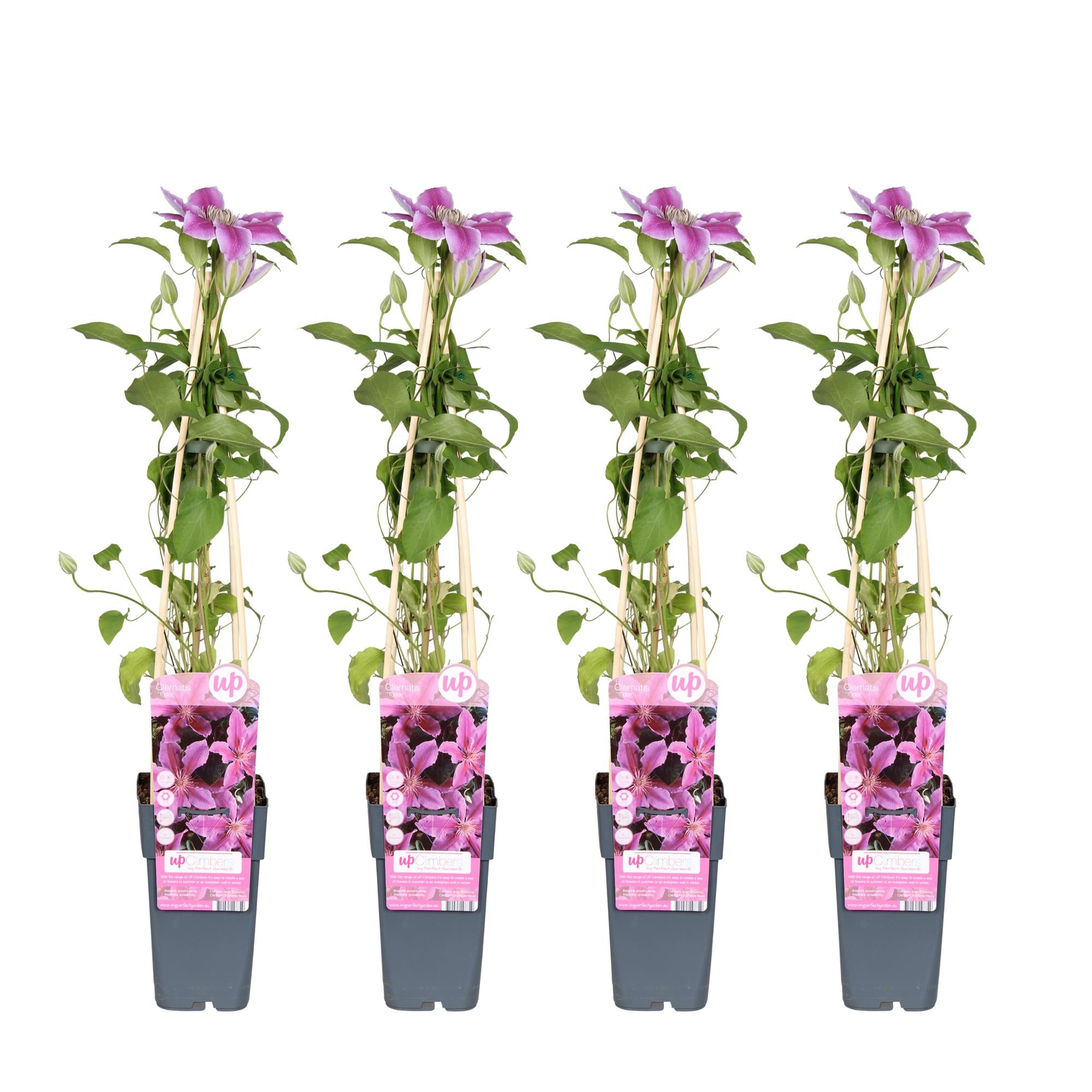 Clématite'Tudor'–variété à floraison abondante, pot de 15 cm, 65 cm de hauteur