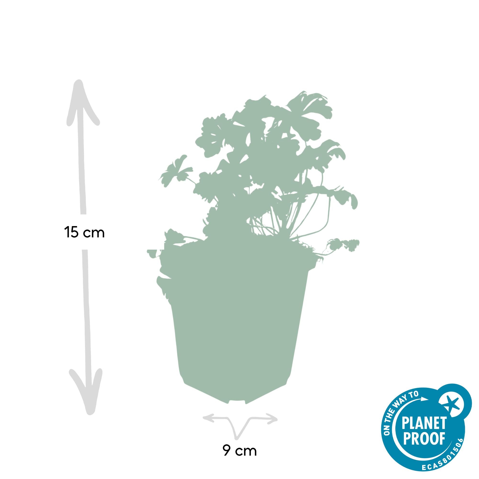 Geranium cantabrigiense ‘Biokovo’ – kompakter Storchschnabel, 9 cm Topf, 10–25 cm Höhe
