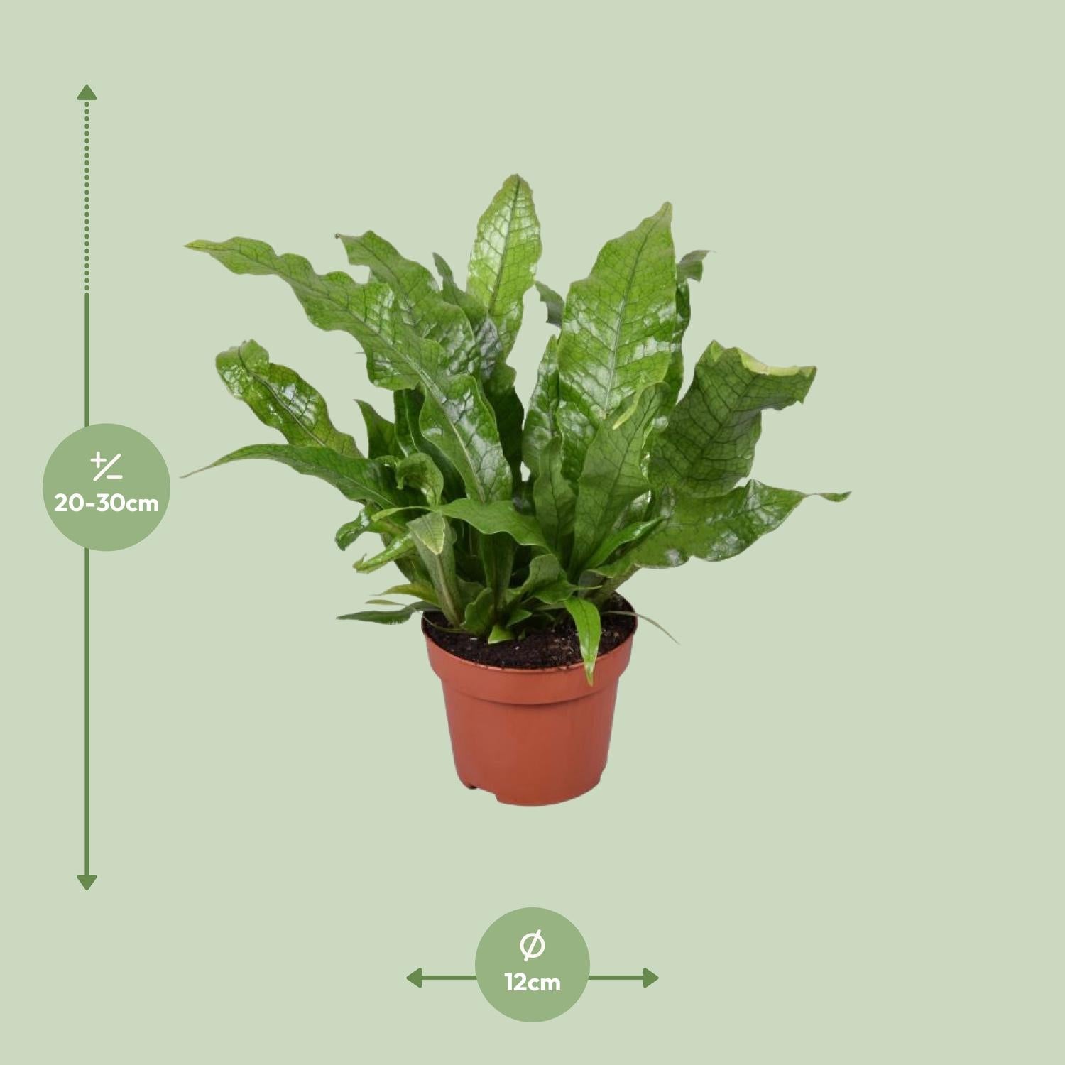 Microsorum Crocodyllus–Fougère crocodile-Ø12cm-↕30cm