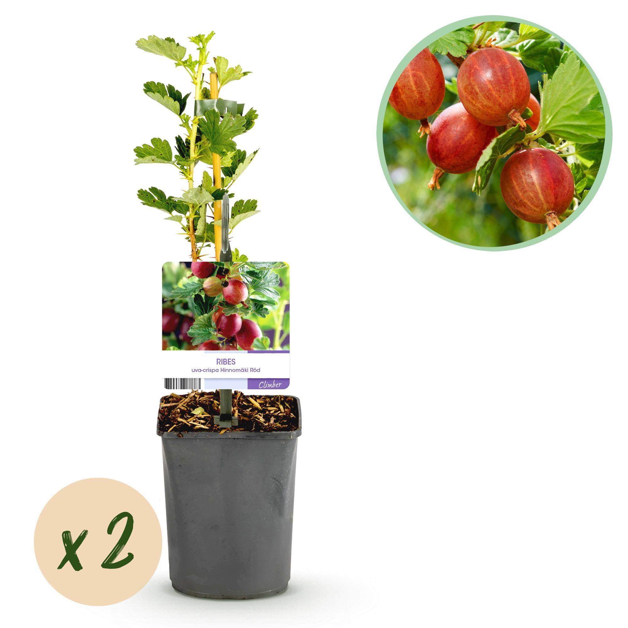Groseille rouge « Hinnomäki Röd » –2 plants dans un pot de 11 cm (environ 40 cm) 
