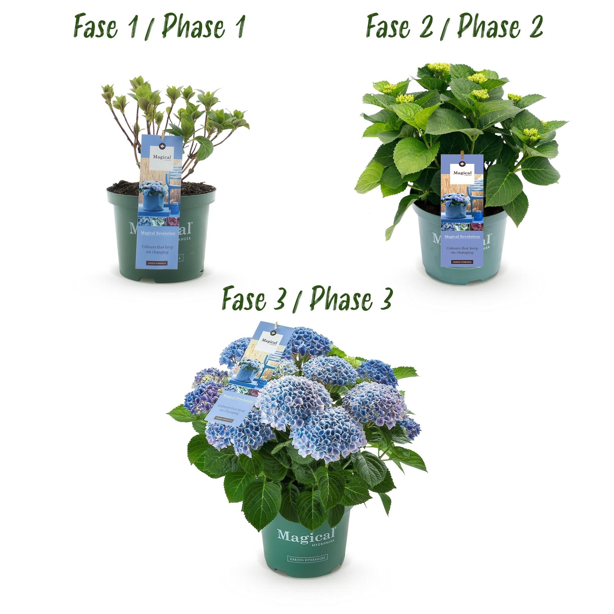 Hydrangea ‘Magical Revolution’ Blue – Hortensie, 6–10 Blüten – 23 cm Topf, 55 cm hoch