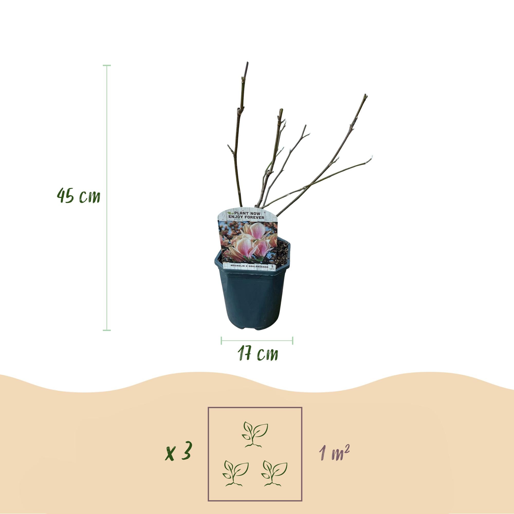 Magnolia soulangiana – Strauch mit hellrosa Blüten, 17 cm Topf, 45 cm Höhe