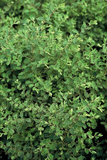 Symphoricarpos ‘Hancock’ – bodendeckender Zierstrauch, 9 cm Topf, 10–25 cm