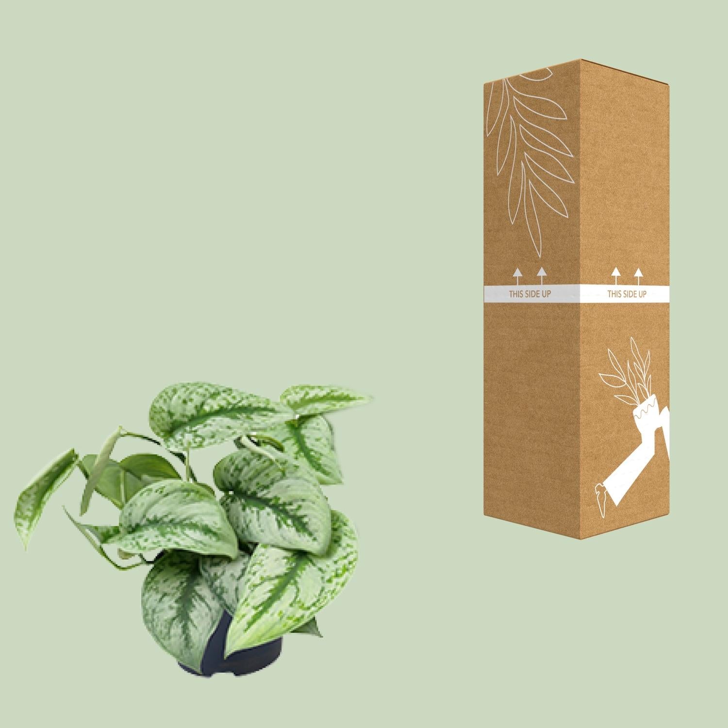 Scindapsus Pictus ‘Trebie’ – Gefleckte Efeutute - 15-25 cm