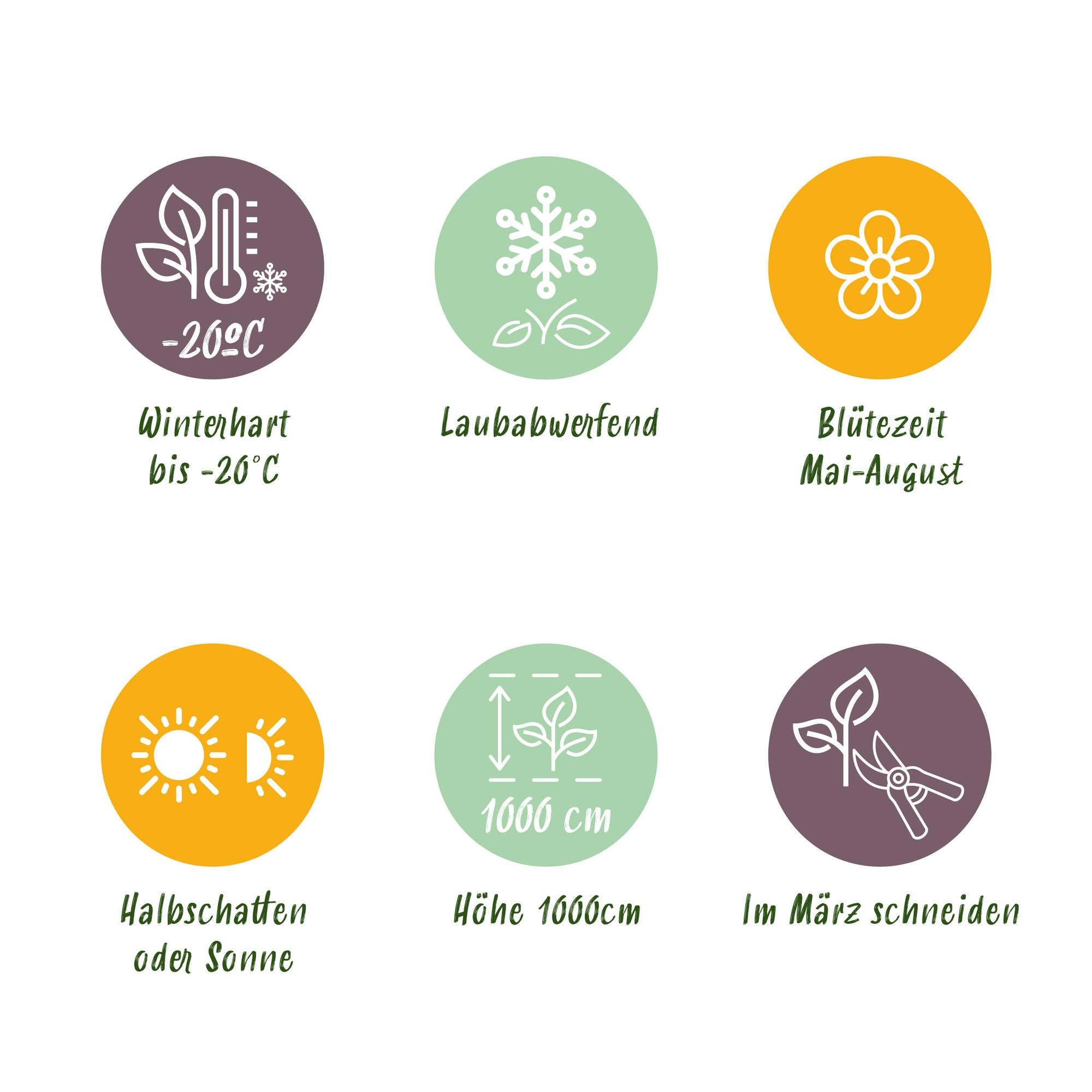 Geißblatt ‘Serotina’ – immergrüne Kletterpflanze, 2 Pflanzen, 11-cm-Topf, 40 cm