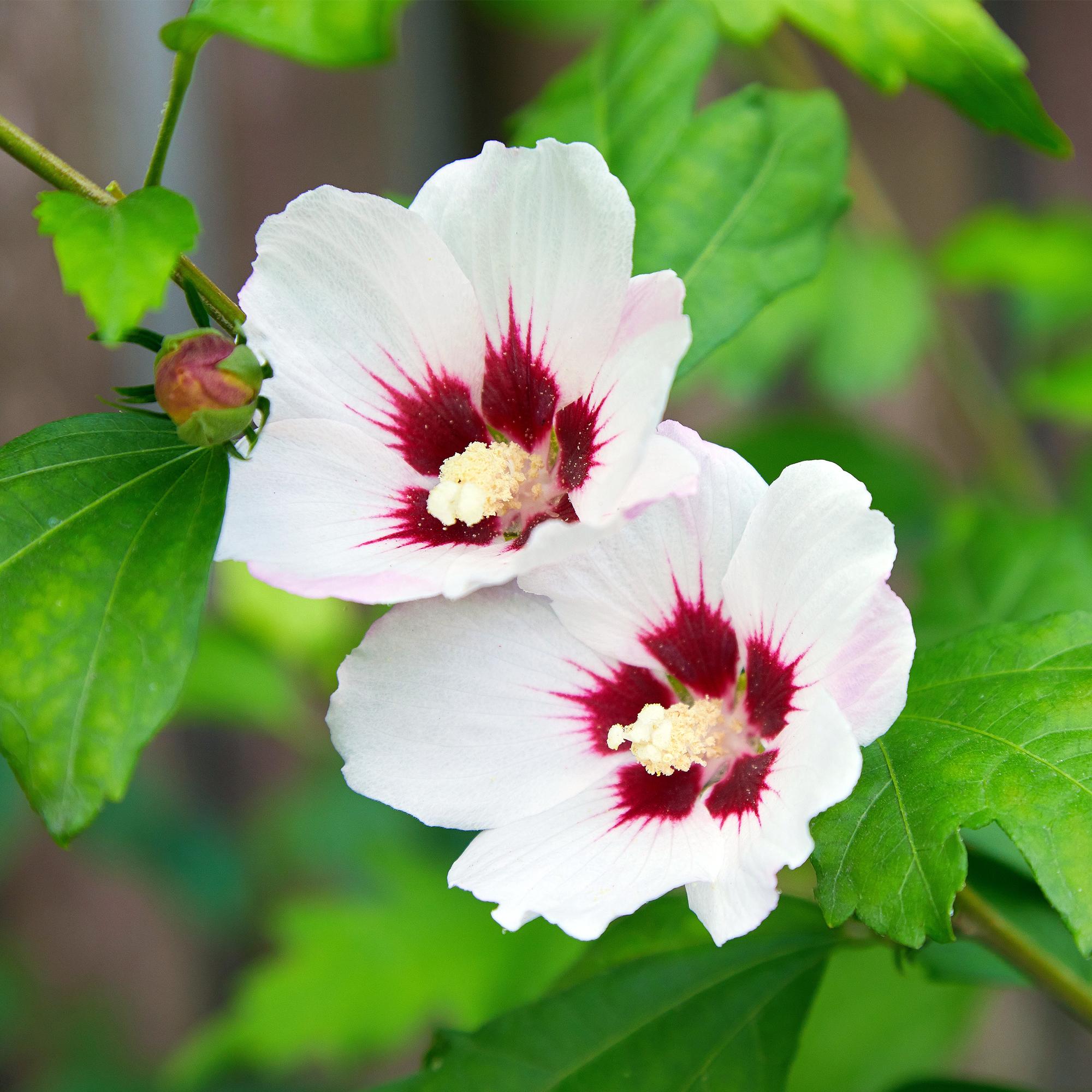Hibiscus ‘Hamabo’ – laubabwerfend, hellrosa blühend, 17 cm Topf, 45 cm hoch