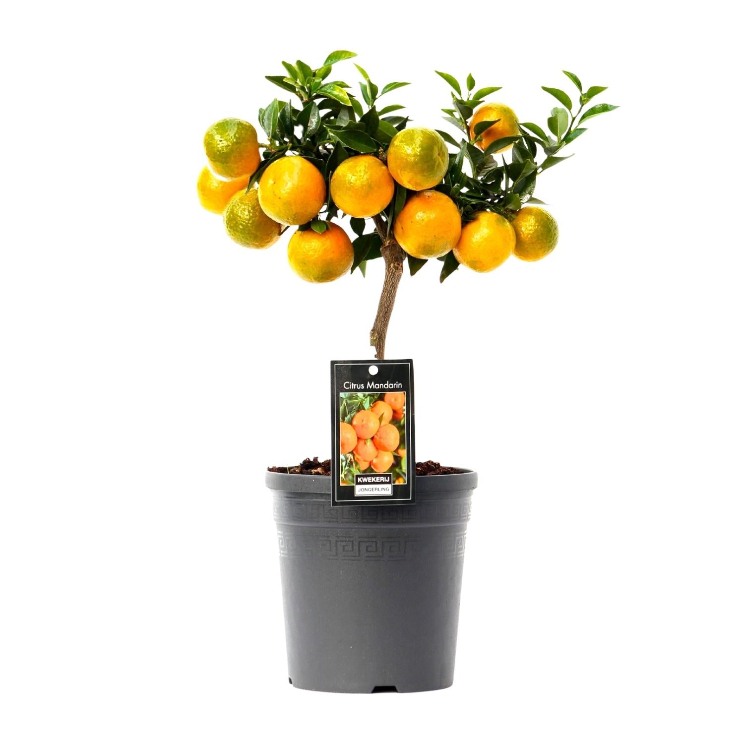 Citrus Mandarin - 16cm Topf, 45cm hoch