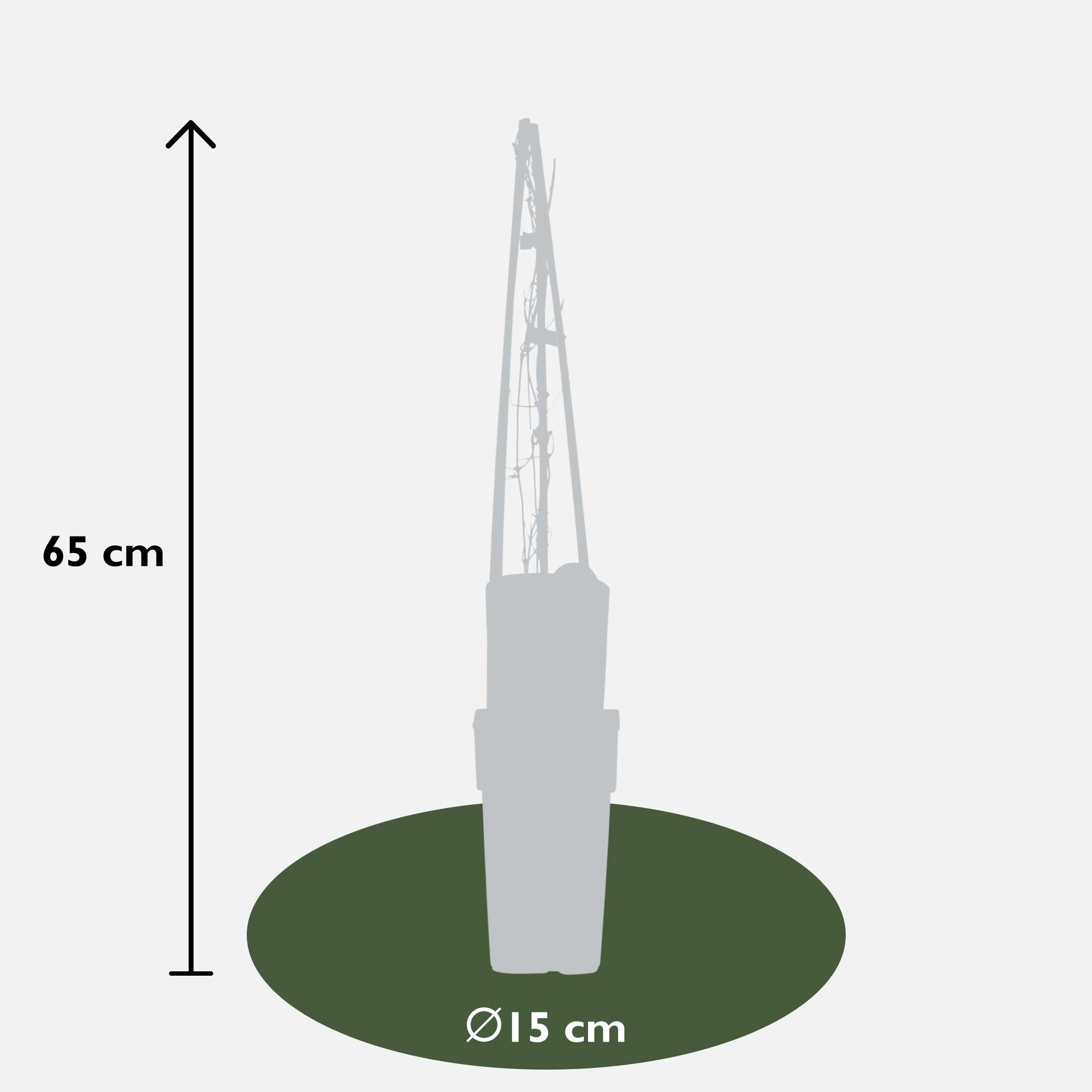 Clematis ‘Warszawska Nike’ – tiefviolette Blüten, 15 cm Topf, 65 cm Höhe