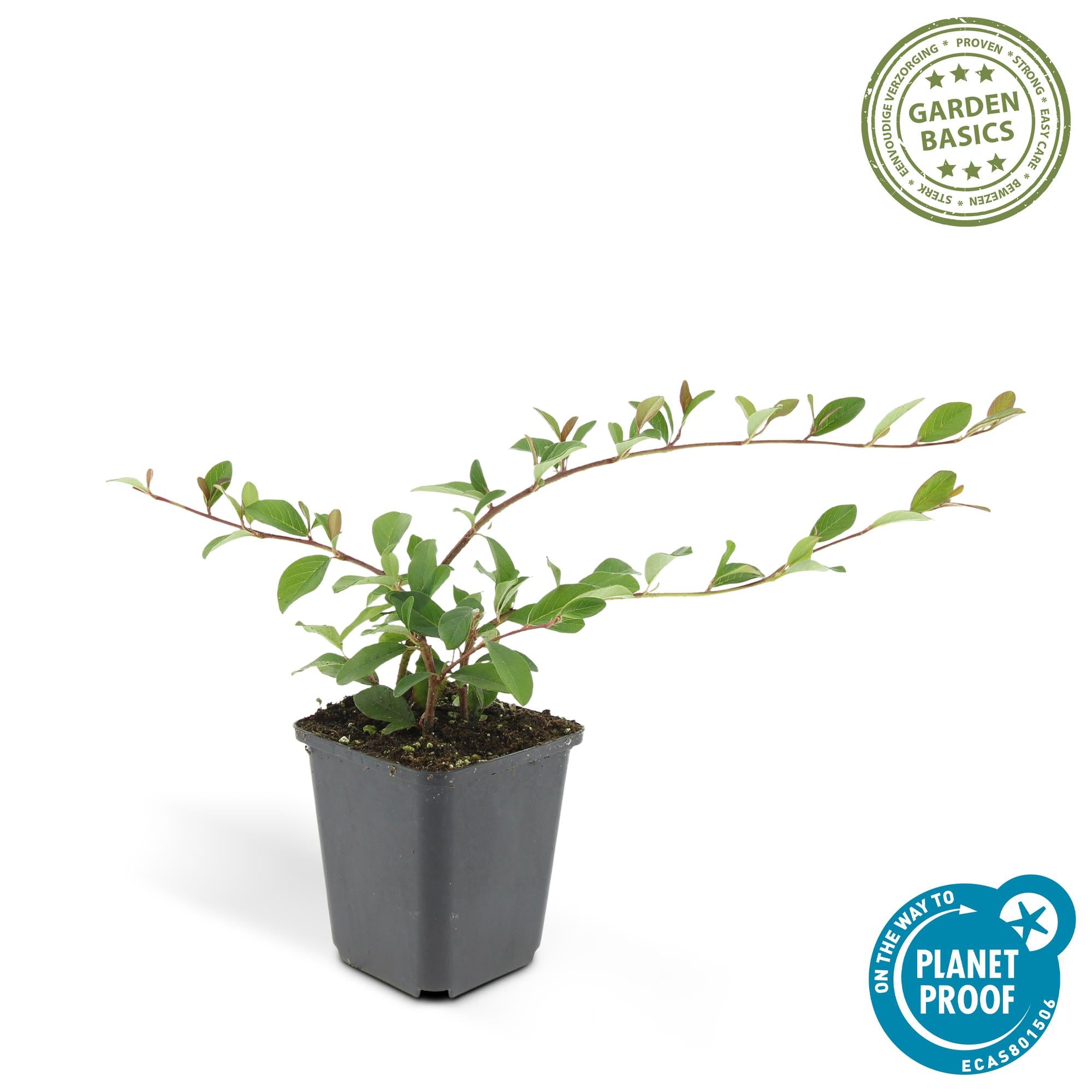 Cotoneaster dammeri – niedrig wachsend, 9 cm Topf, 10–25 cm Höhe