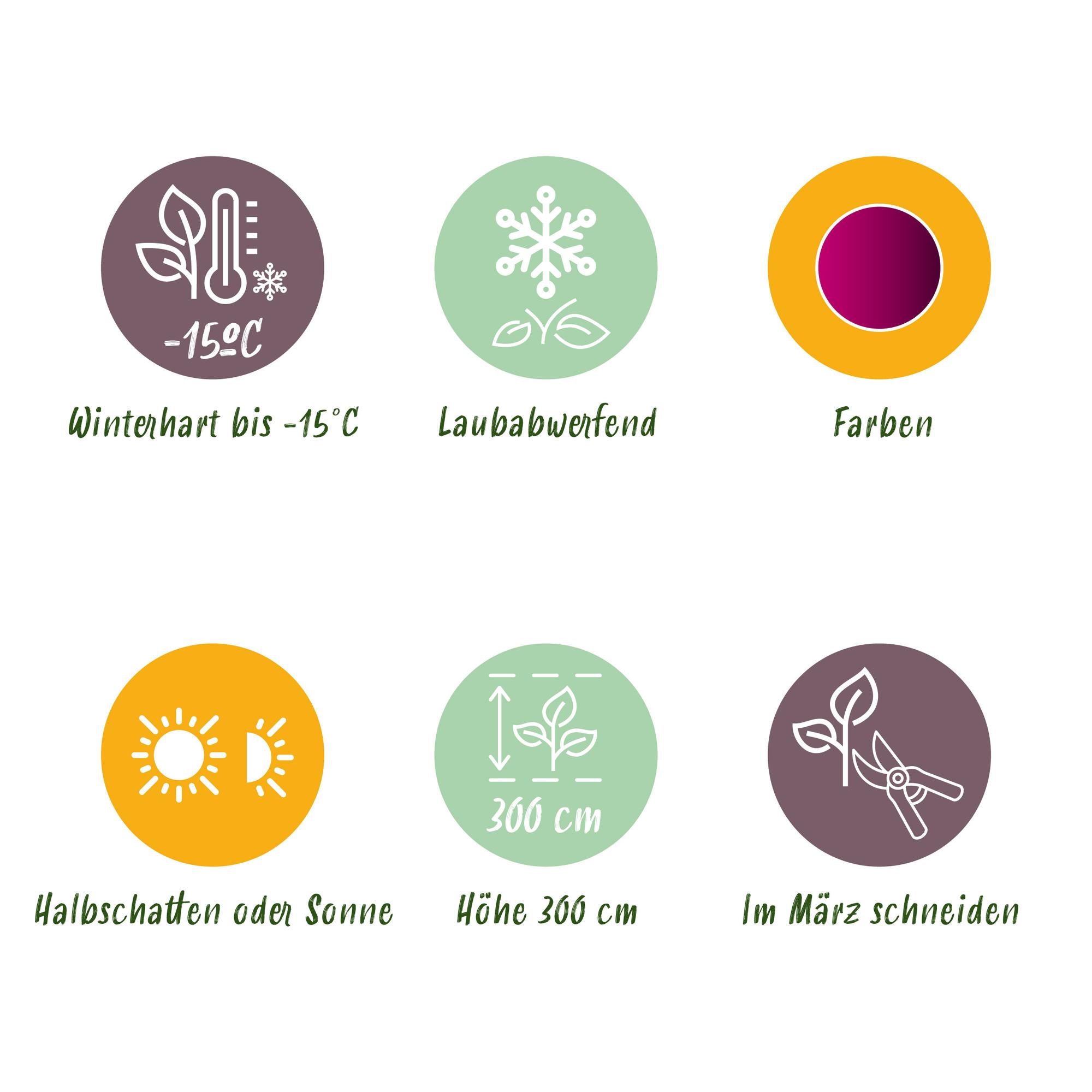 Japanese maple – variety 'Atropurpureum', purple, deciduous, 19 cm pot, 70 cm height