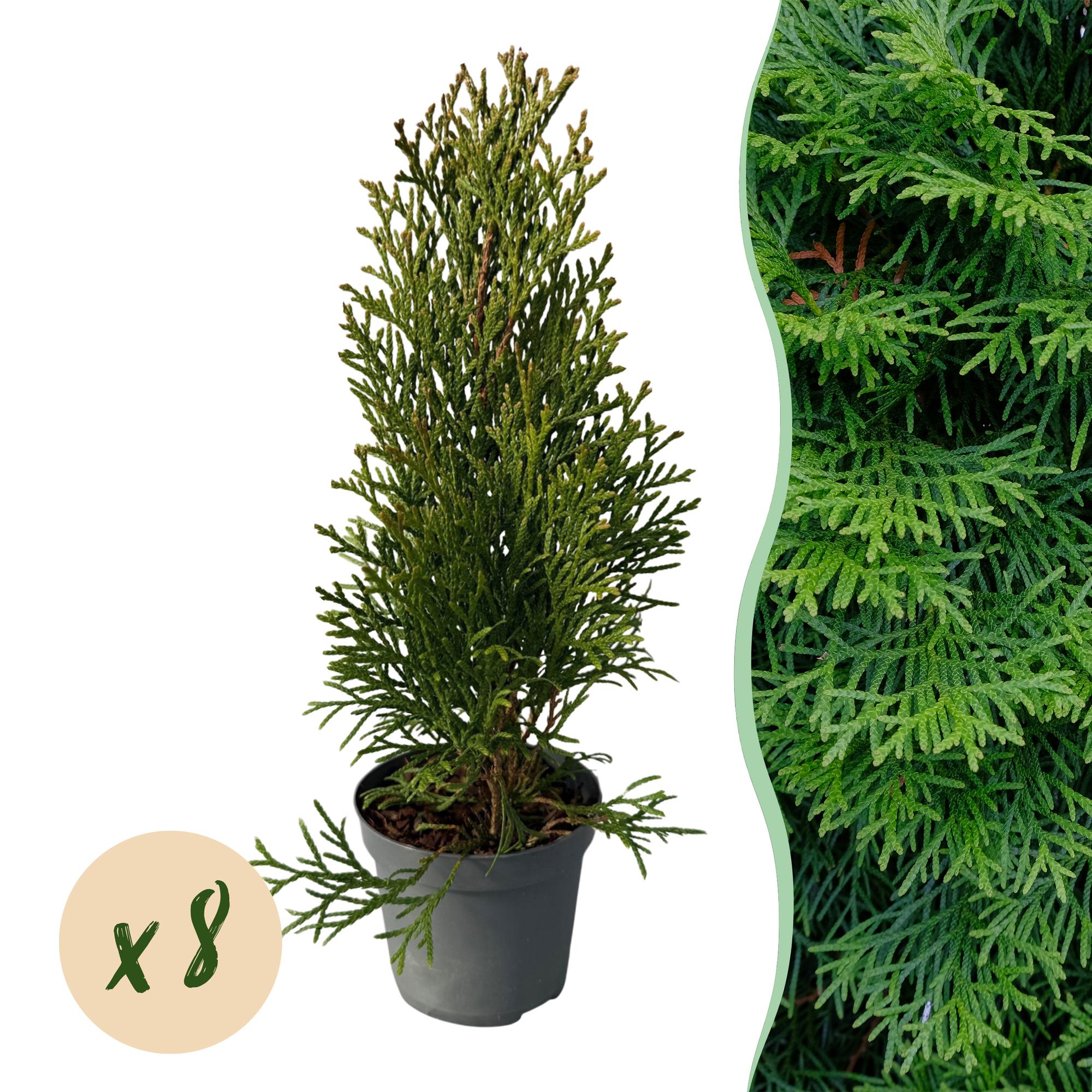 Lebensbaum ‘Smaragd’ (Thuja occidentalis) – 8 Pflanzen für 1 m Hecke, 30–35 cm Höhe, 9-cm-Topf